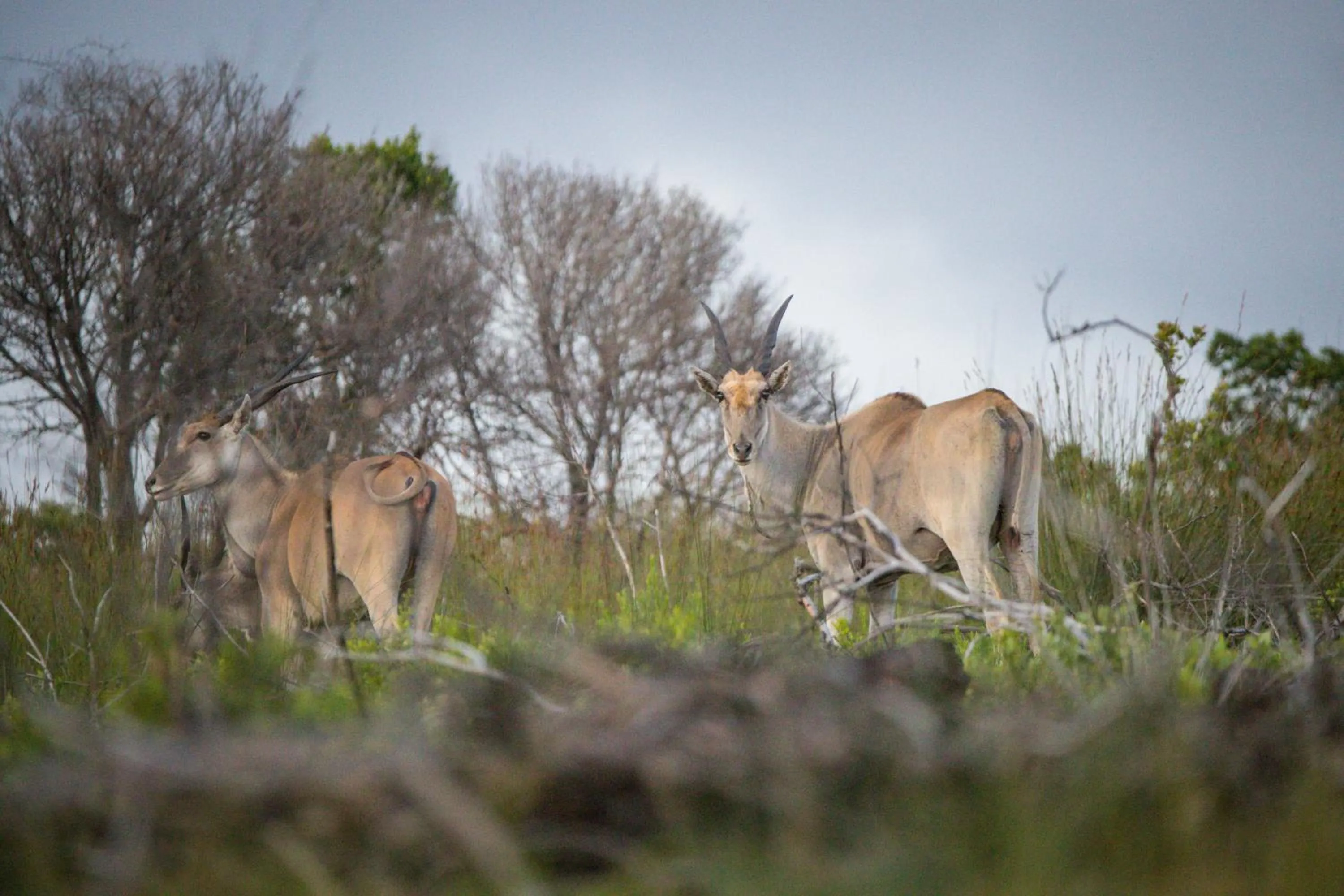 Animals in Gourikwa Coastal Nature Reserve