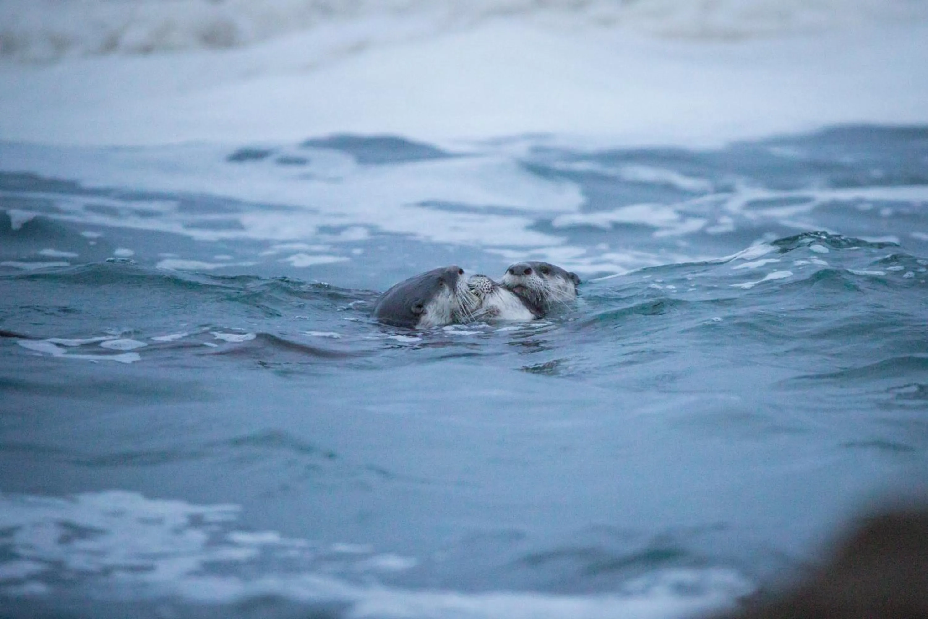 Animals in Gourikwa Coastal Nature Reserve