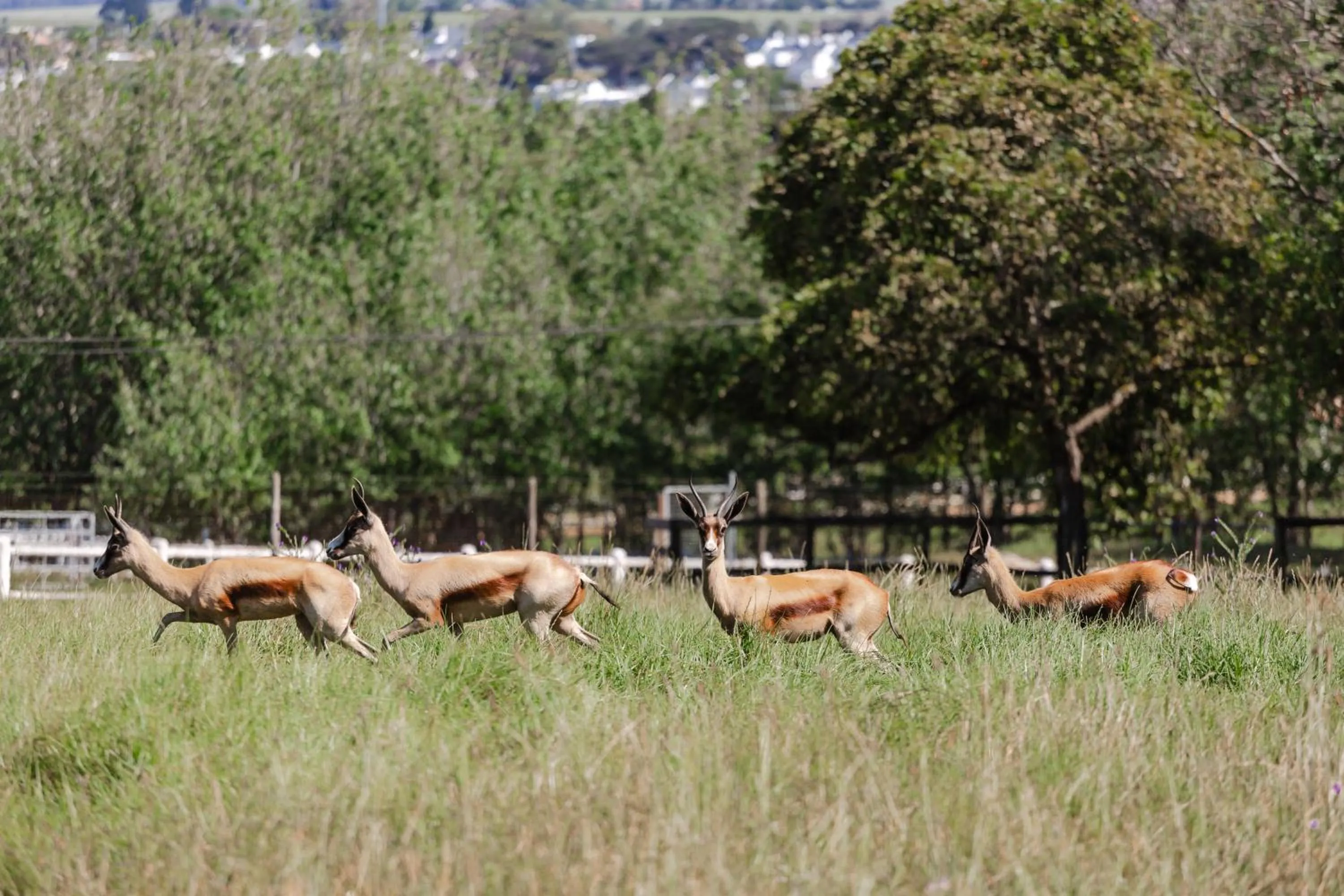 Animals in Marshden Estate