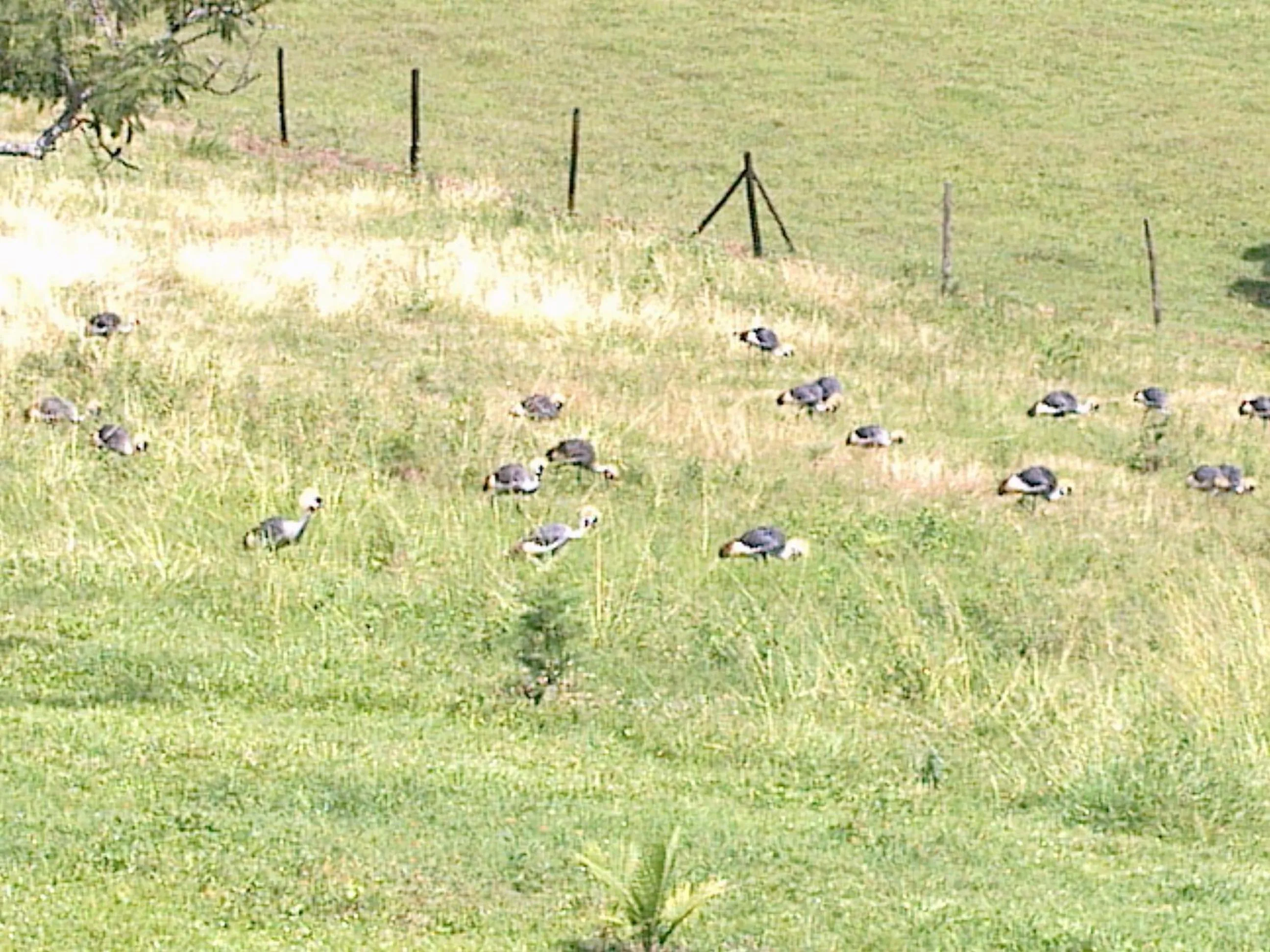 Other in The Crested Crane Bwindi Hotel