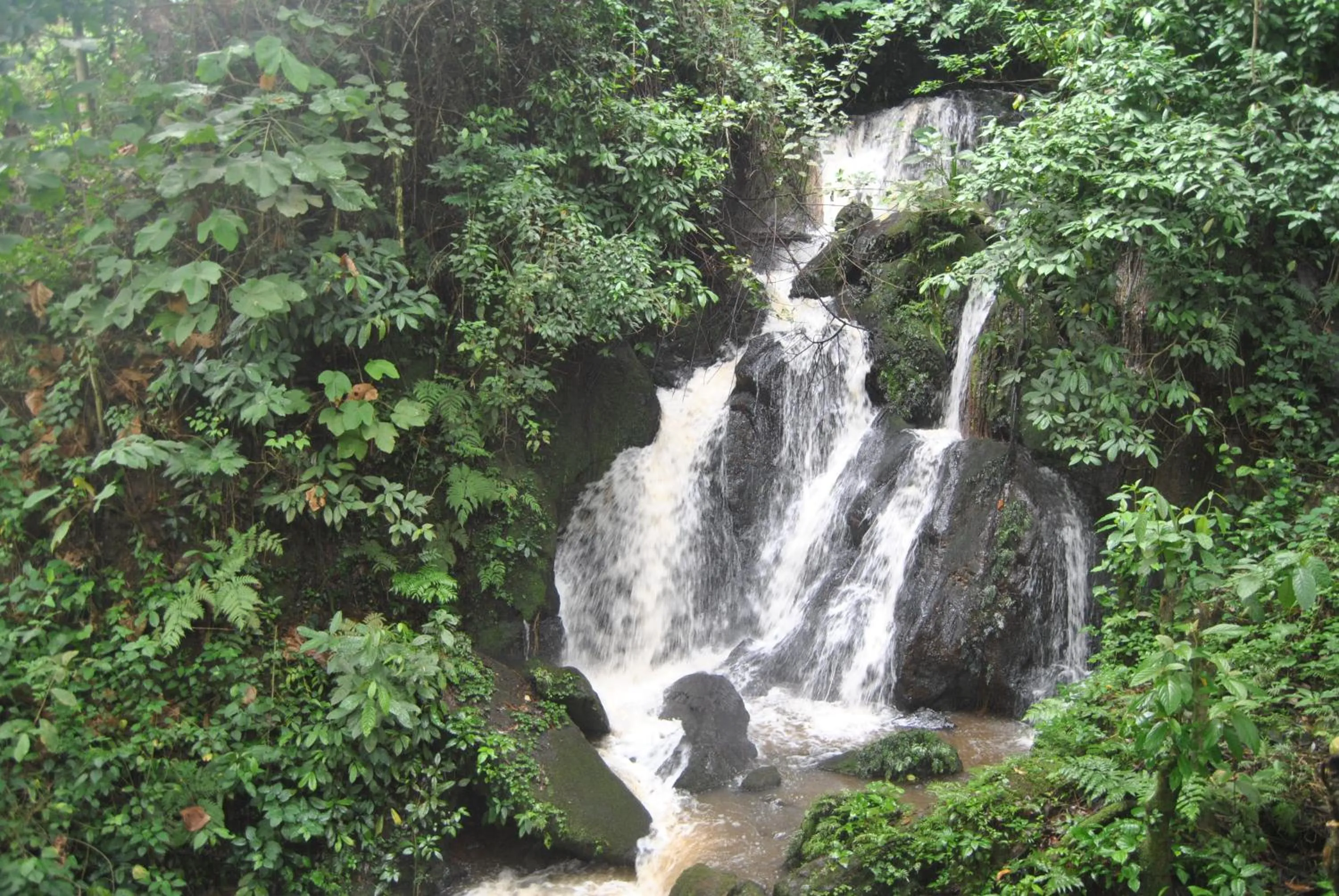 Natural landscape in The Crested Crane Bwindi Hotel
