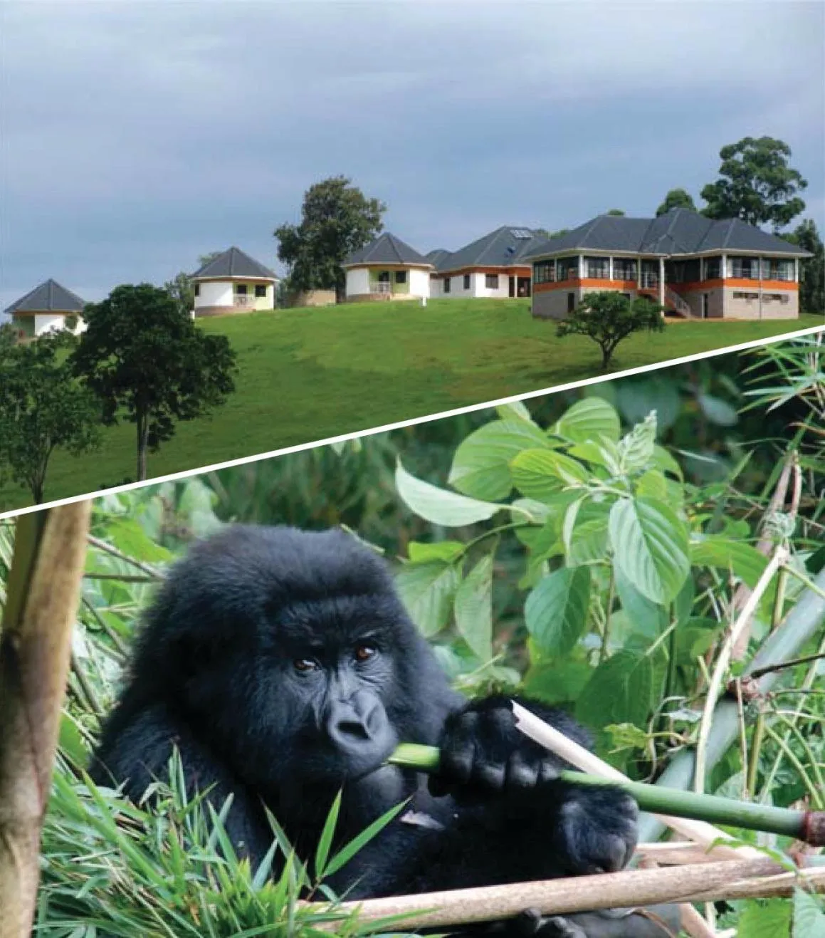 Natural landscape in The Crested Crane Bwindi Hotel