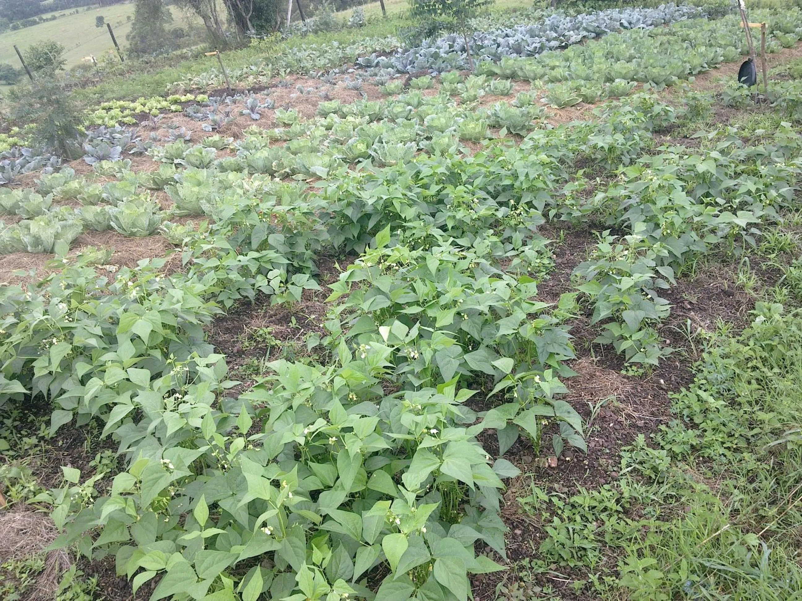 Garden in The Crested Crane Bwindi Hotel