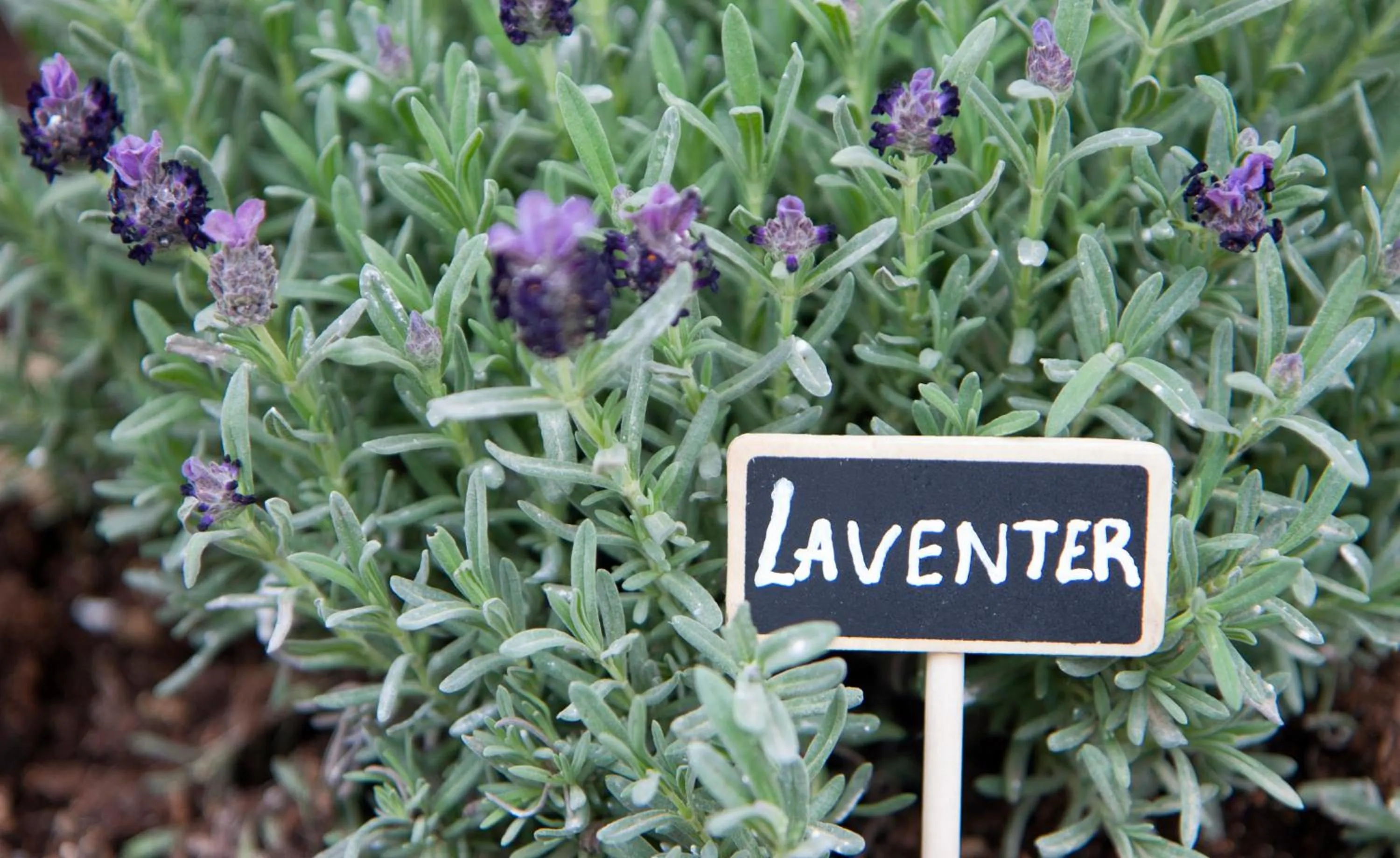 Garden in Axos Apartments