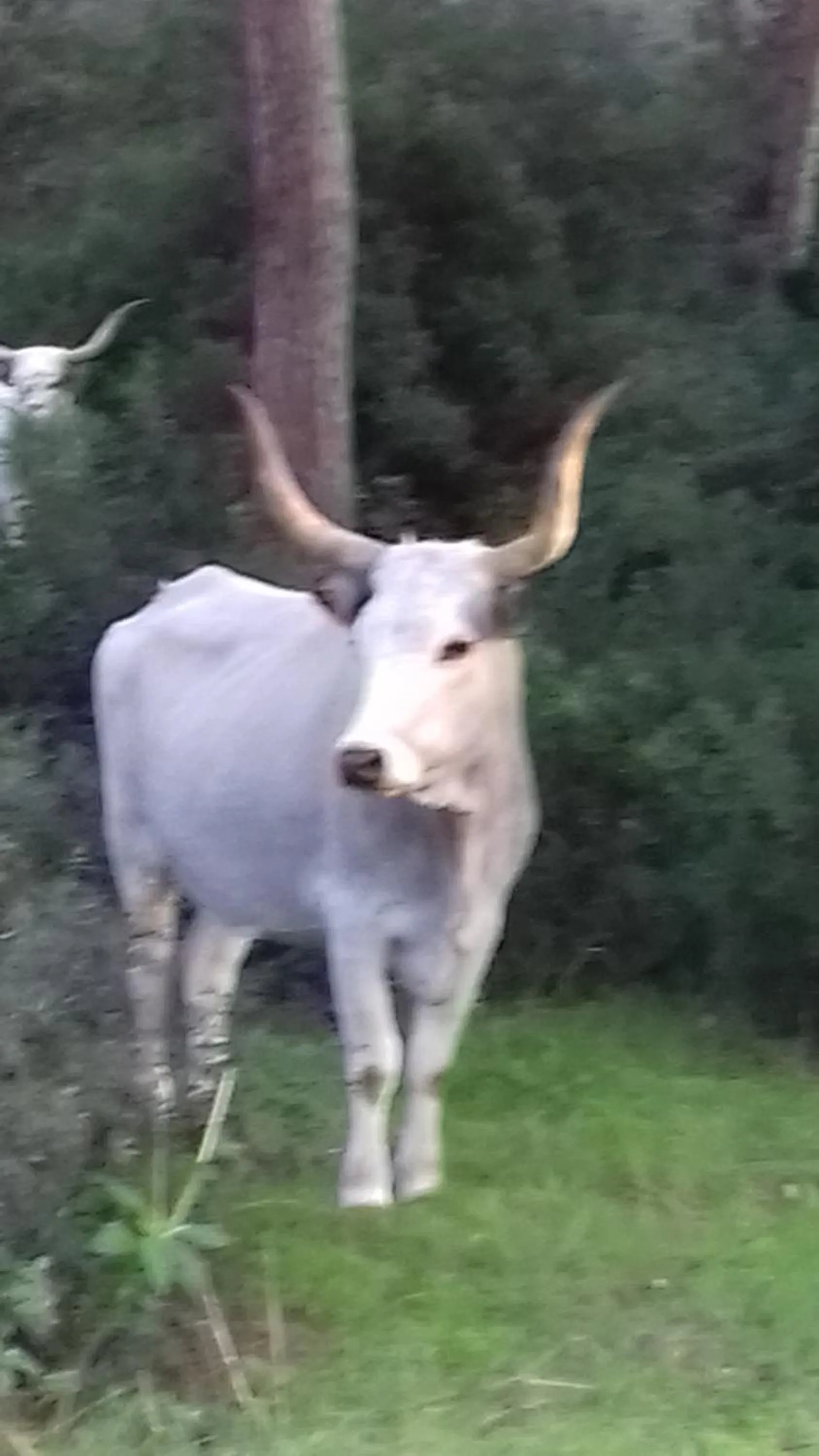 Hotel B&B Rispescia Grosseto