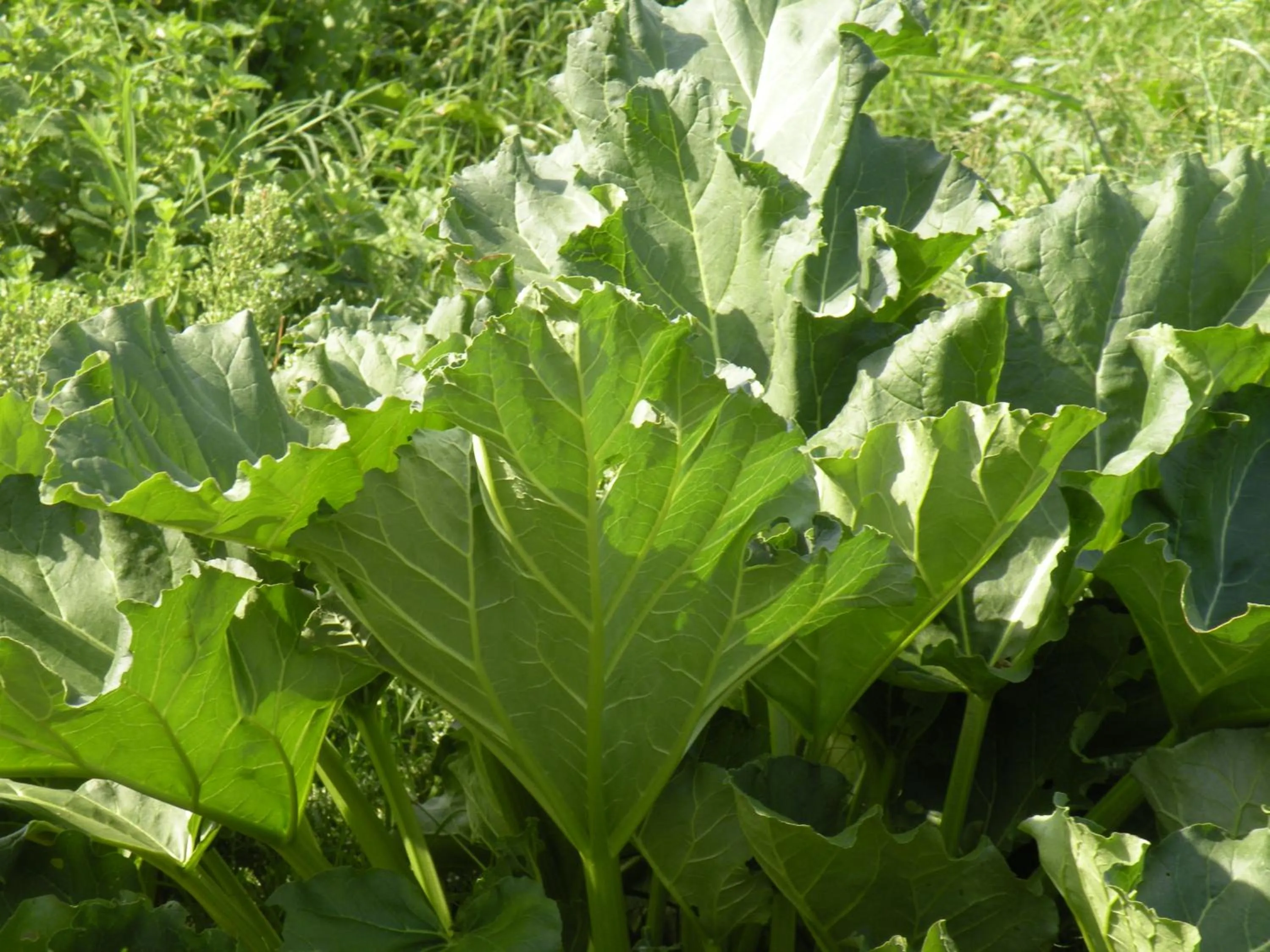 Garden in Country House Erba Regina