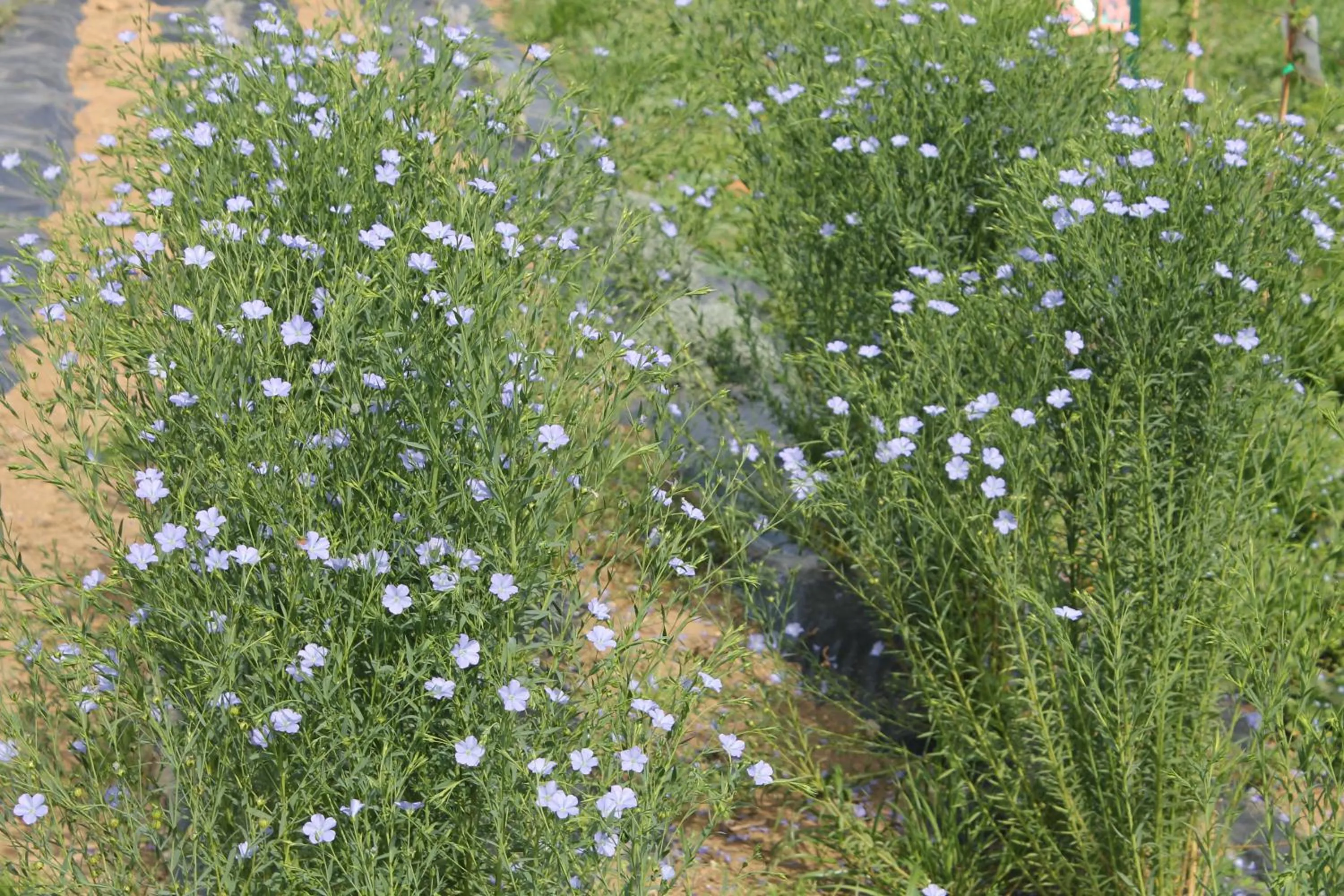 Garden in Country House Erba Regina