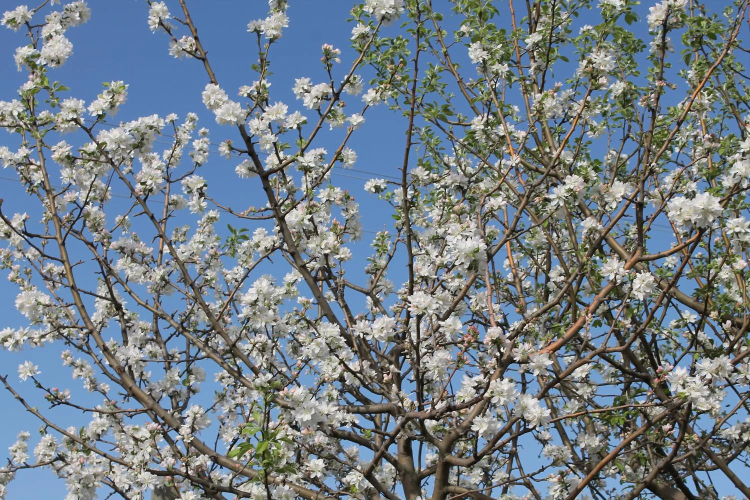 Garden in Country House Erba Regina