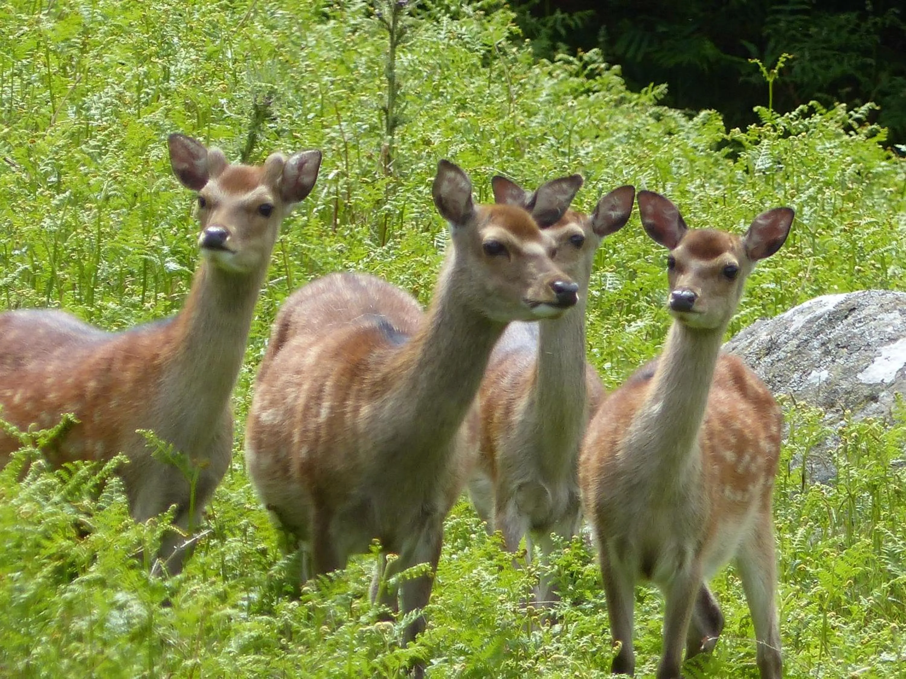 Nearby landmark in Lus Mor