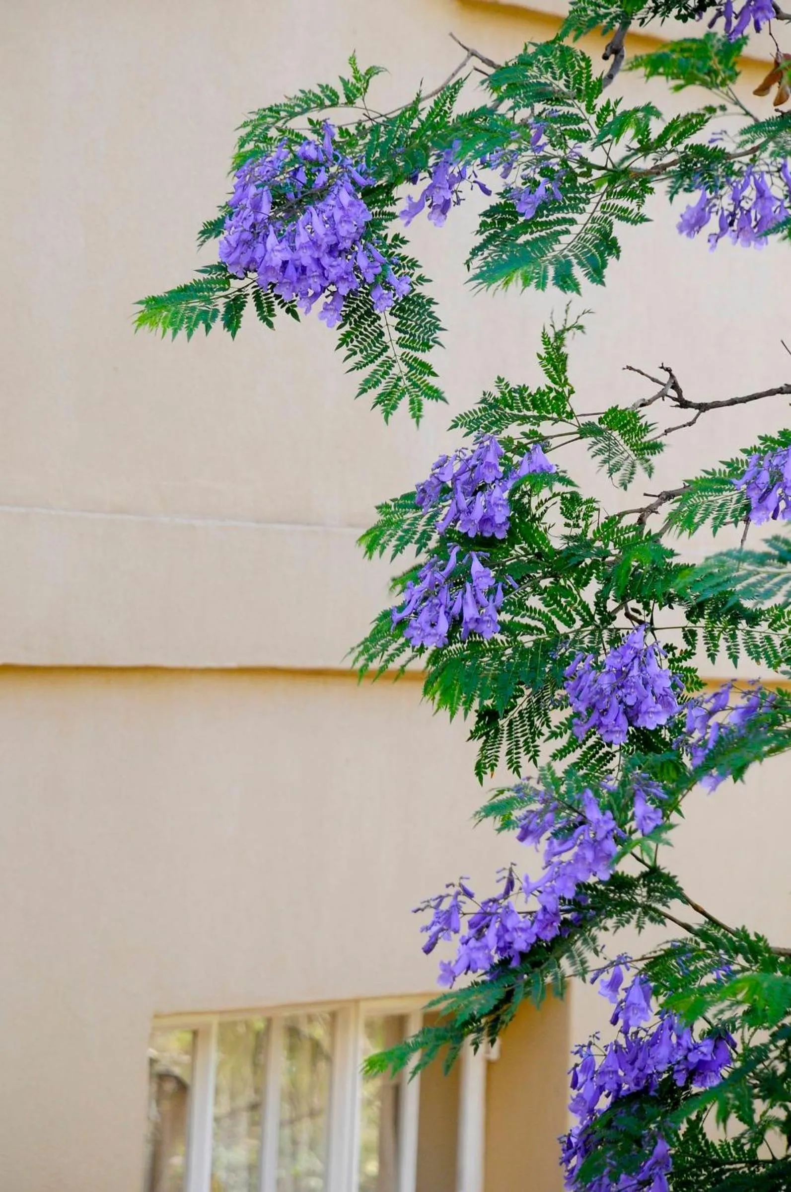 Decorative detail in Impa-Lala Country Estate