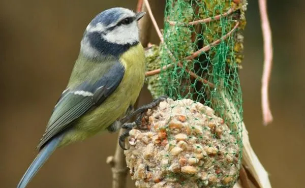 Garden in Villa des Cammaous