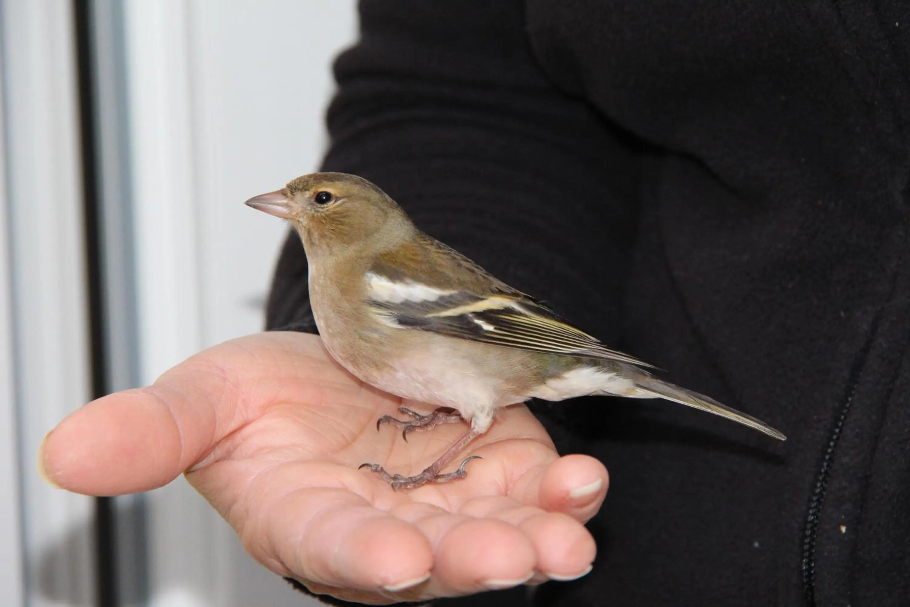 Animals in Villa des Cammaous