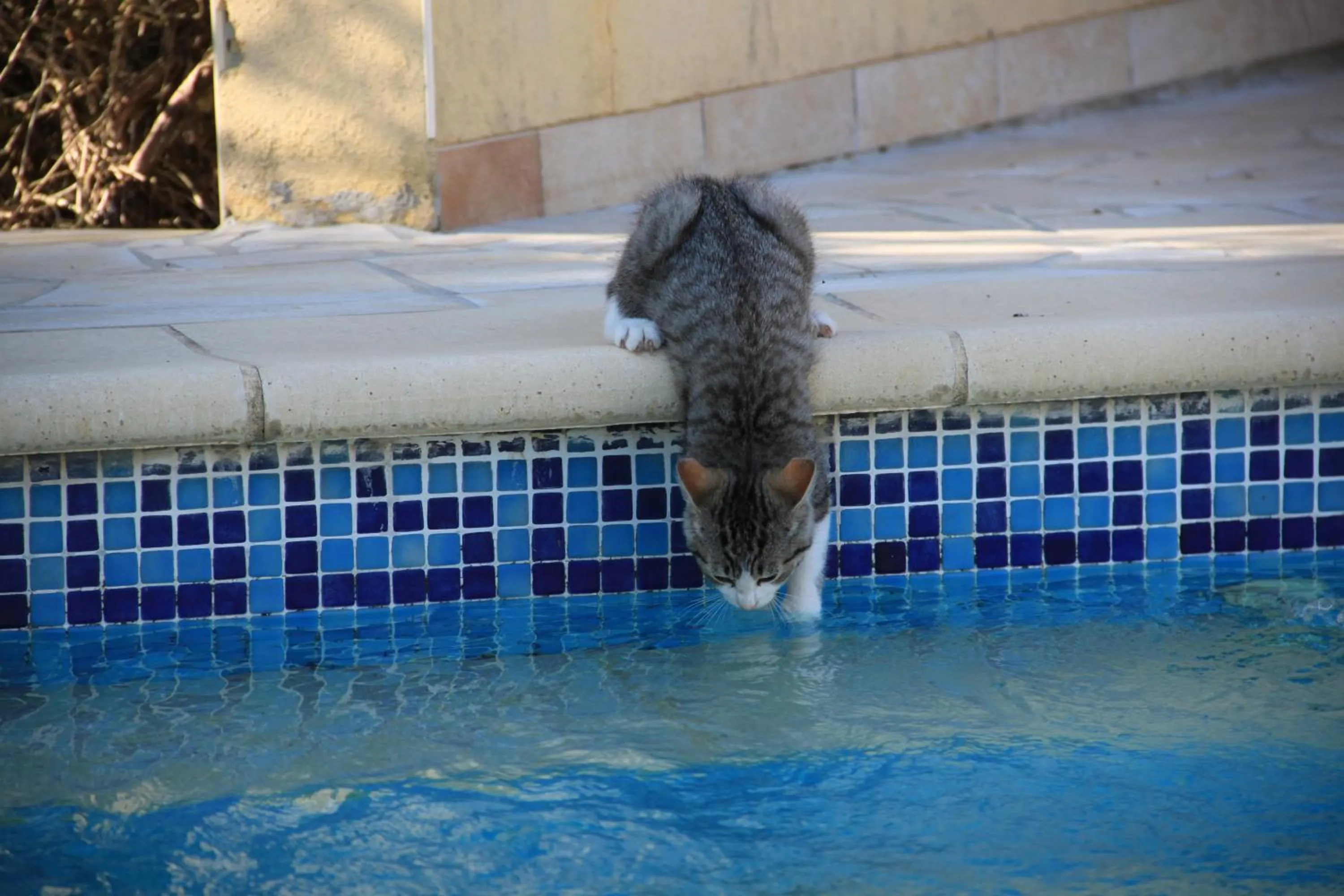 Pets in Villa des Cammaous