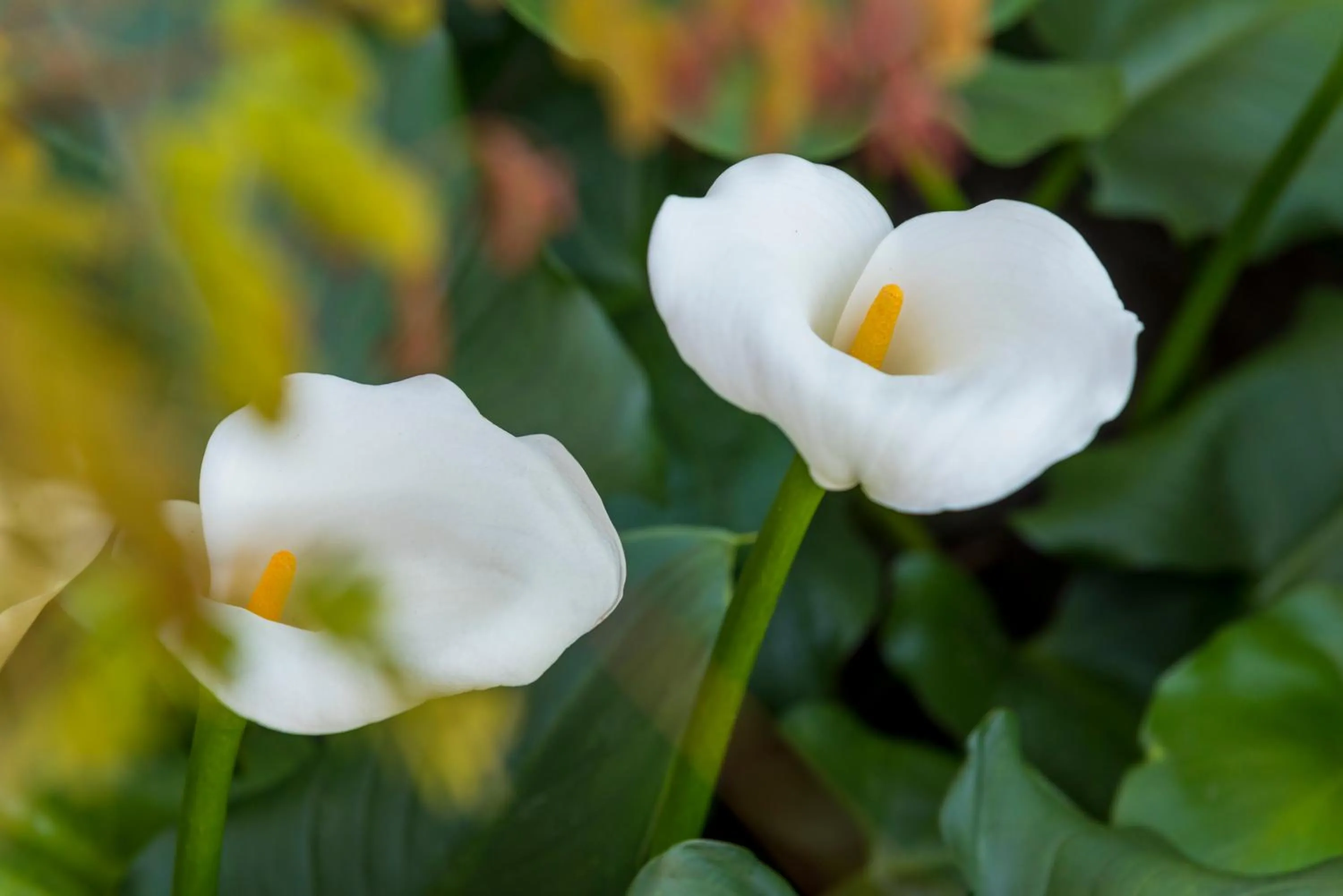 Garden in Kingfisher GuestHouse