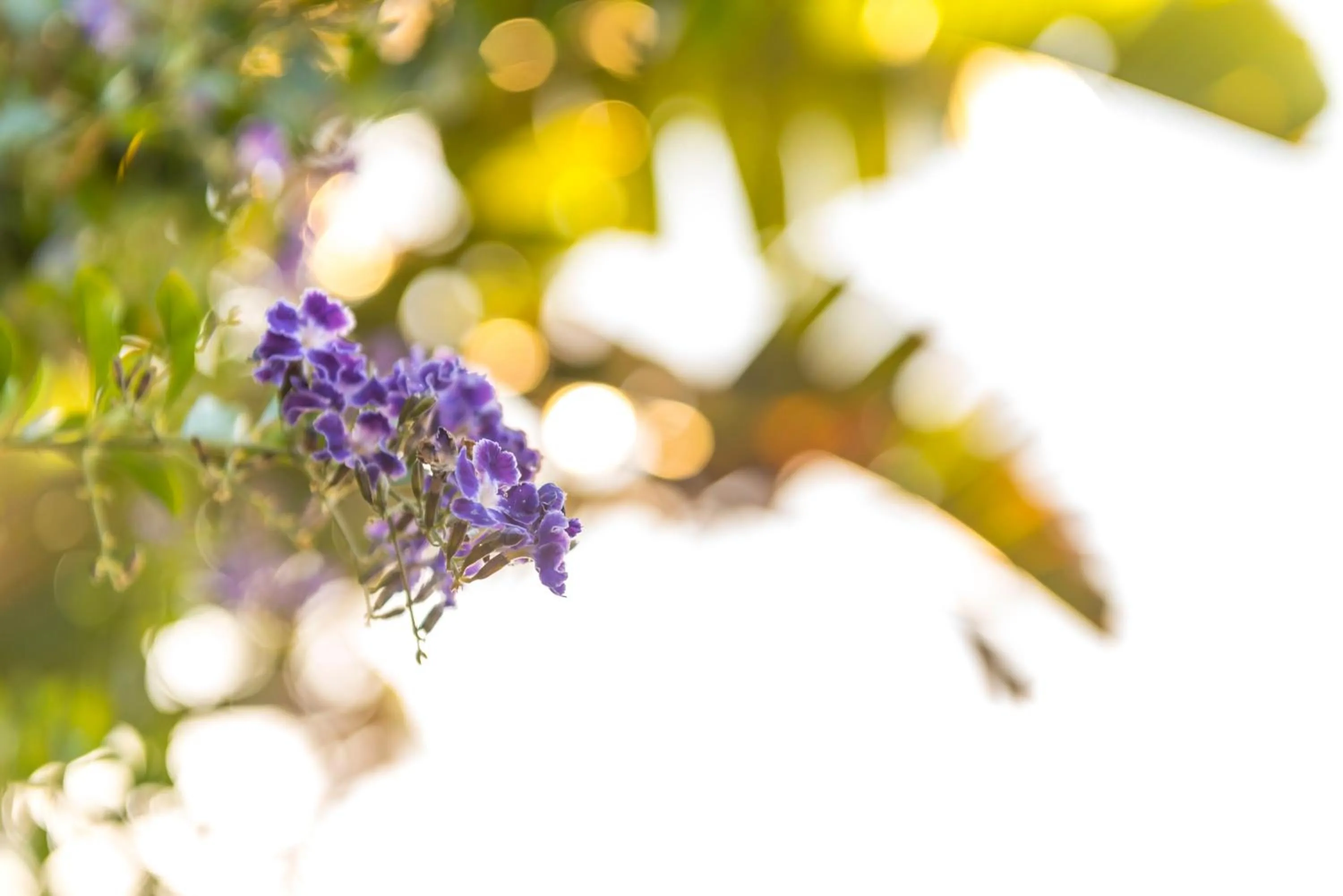 Garden in Kingfisher GuestHouse