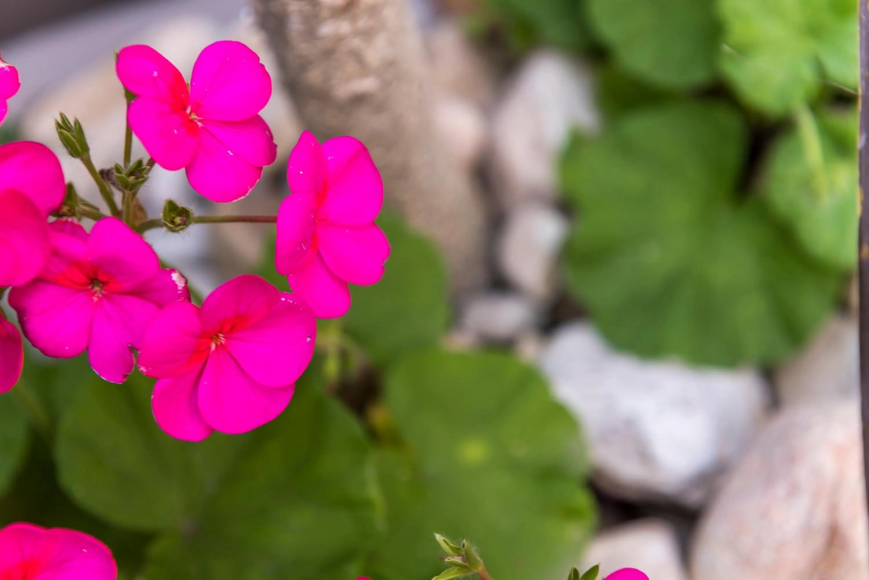 Garden in Kingfisher GuestHouse