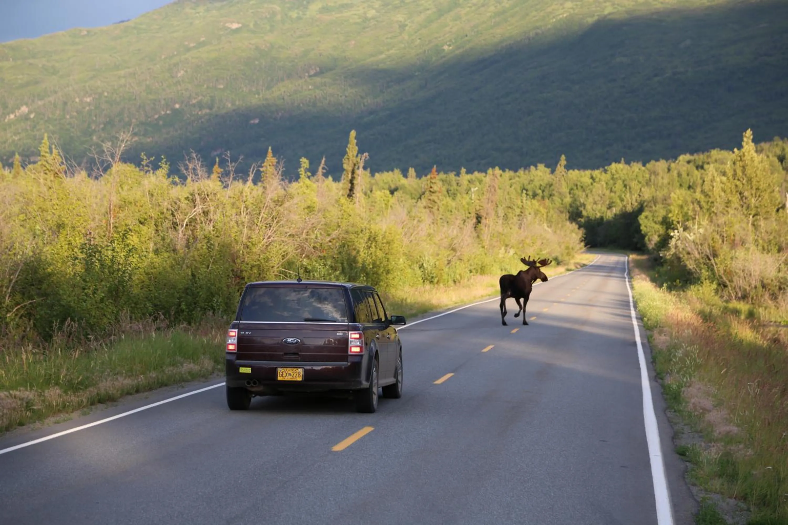 Animals in Alaska Glacier Lodge