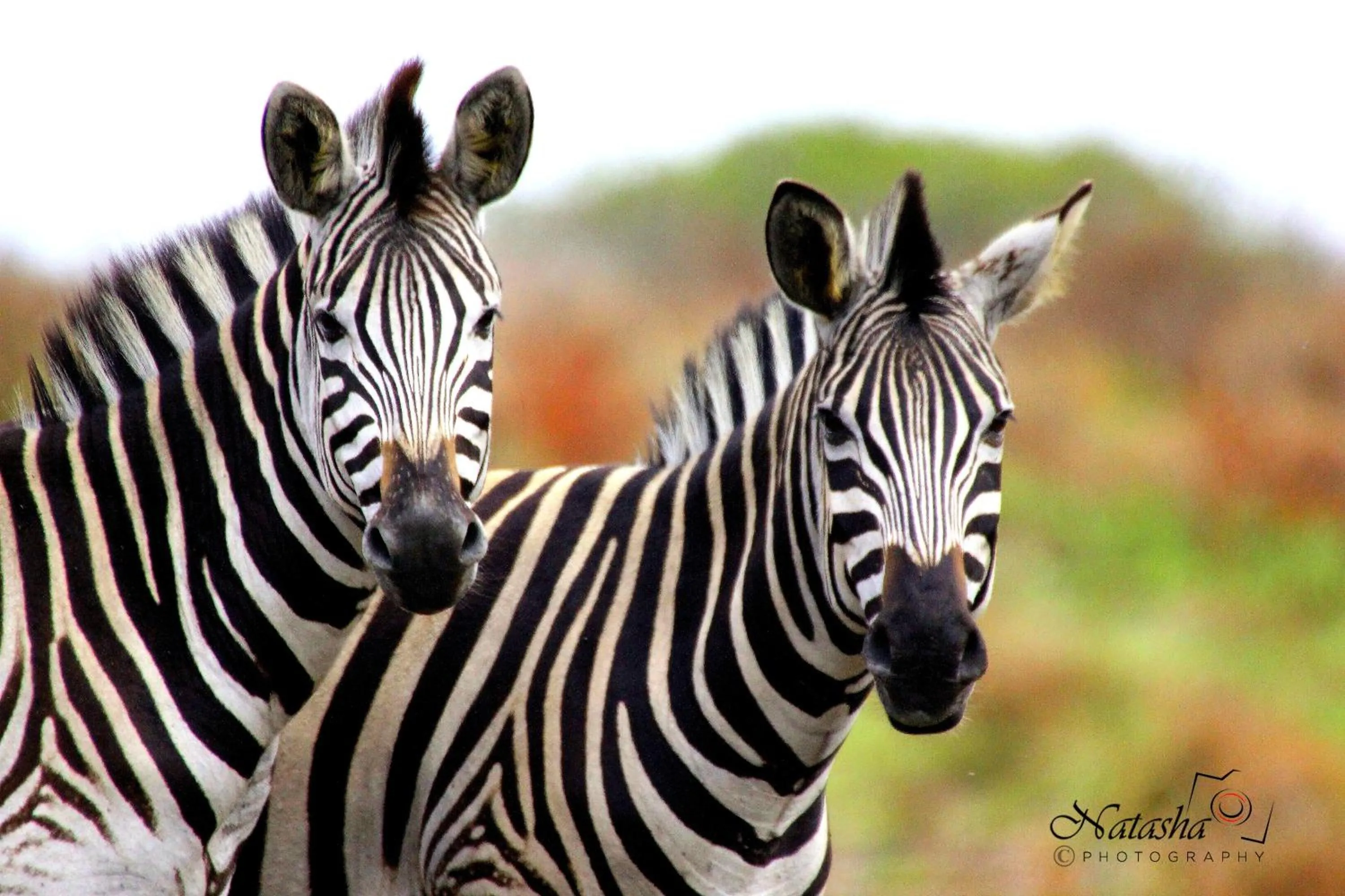 Neighbourhood in The Sandpiper