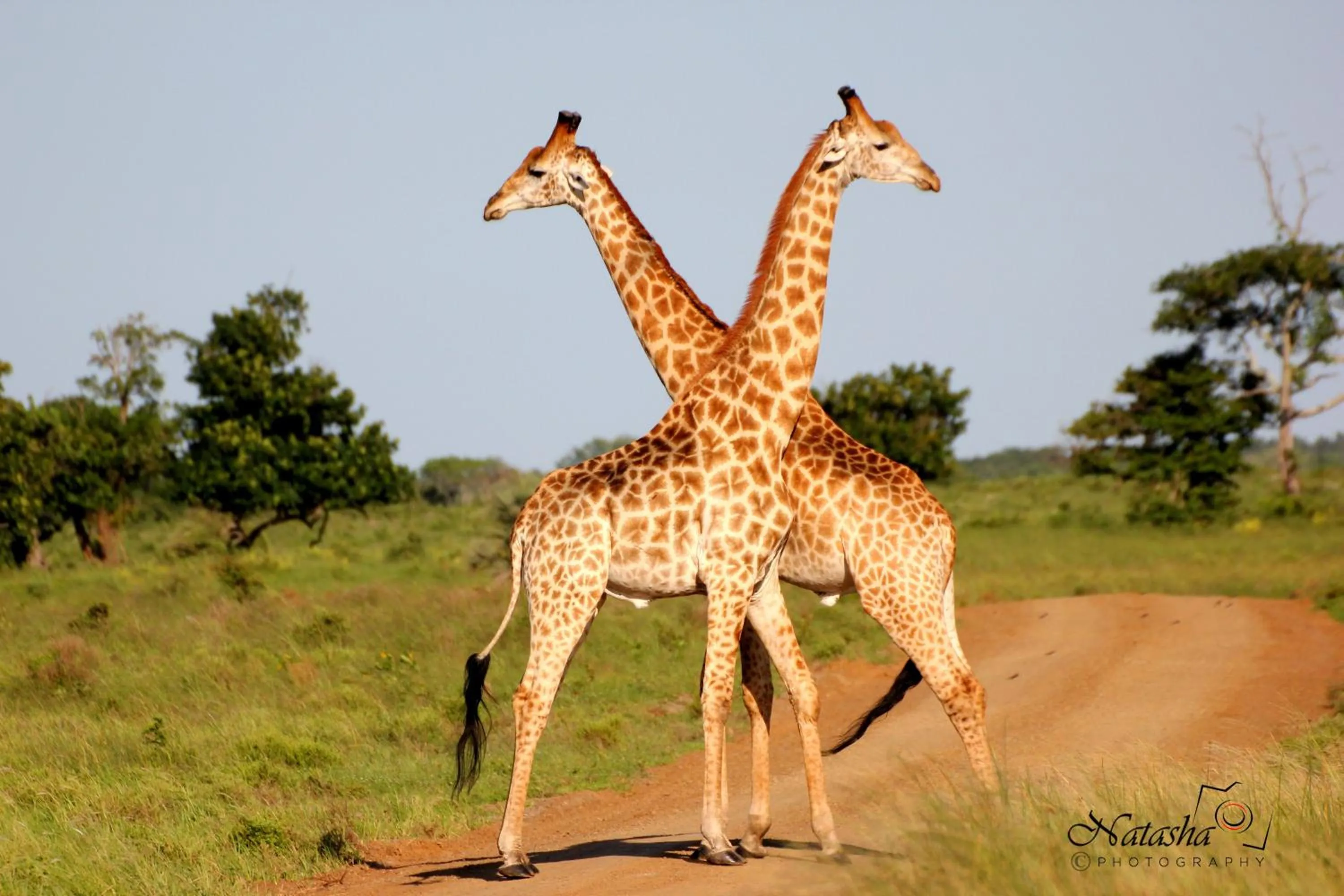 Neighbourhood in The Sandpiper