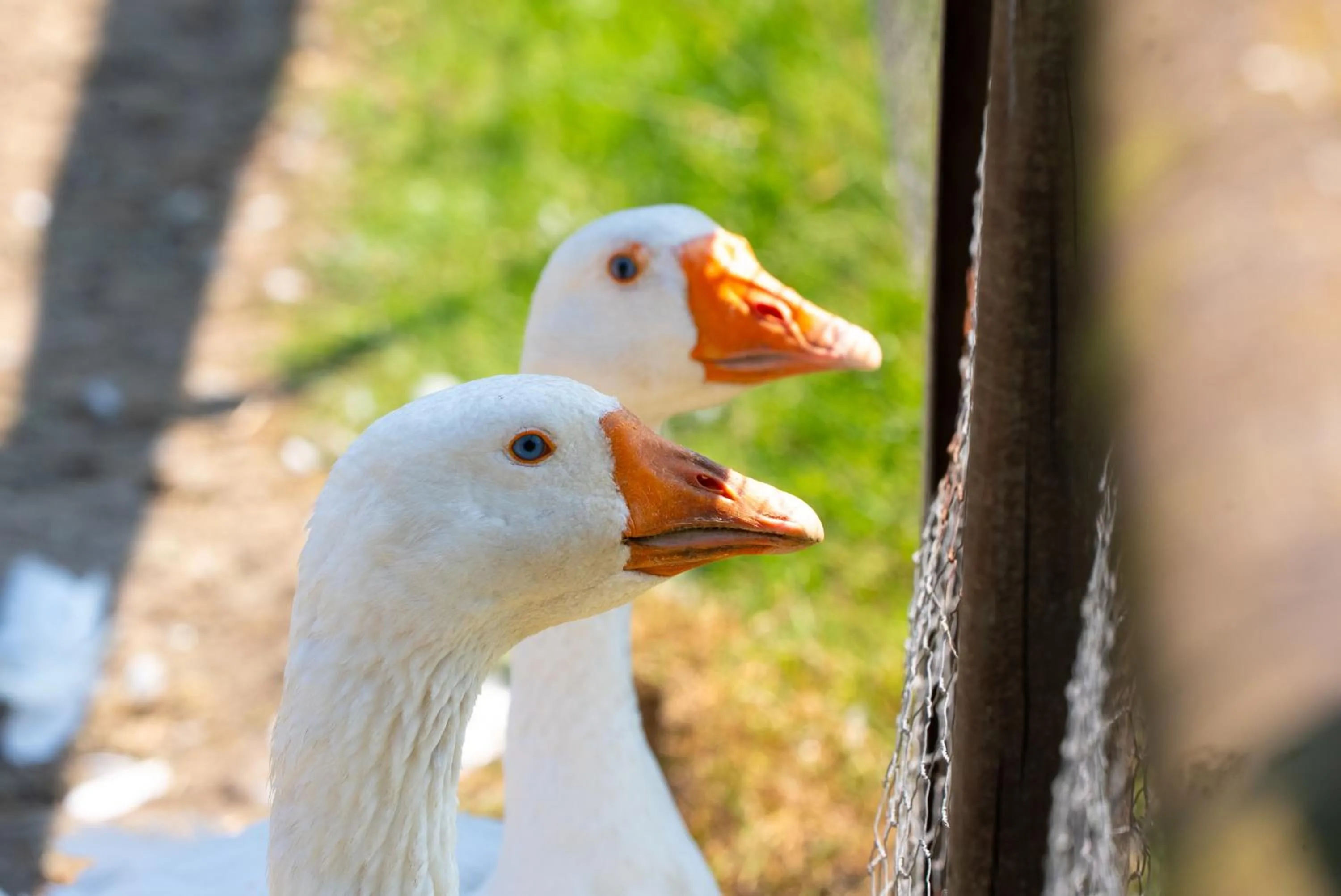 Oakerthorpe Holiday Village