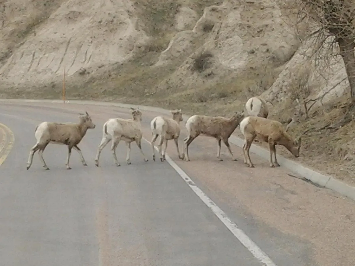 Day in Badlands Hotel & Campground