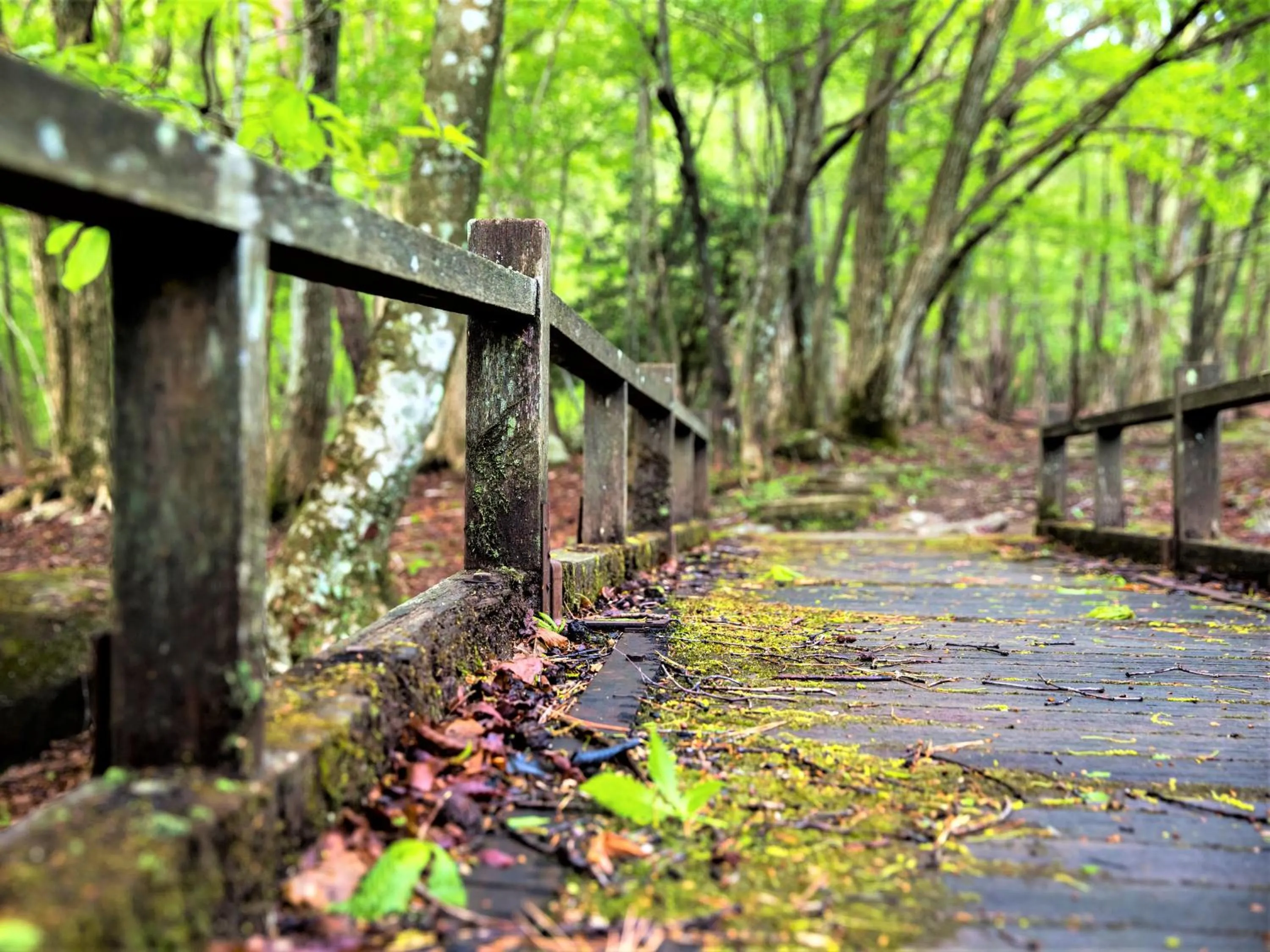 Off site in Mineyama Kogen Hotel Relaxia