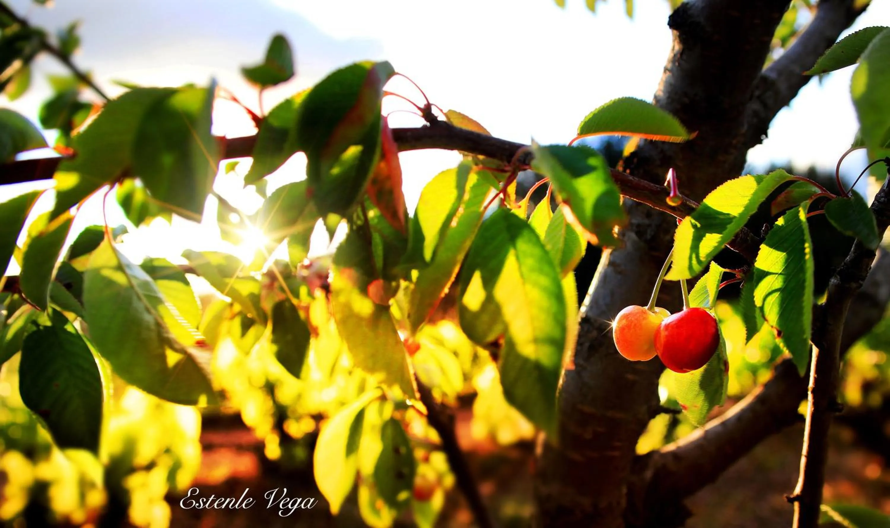 Spring in Hotel Molina Real