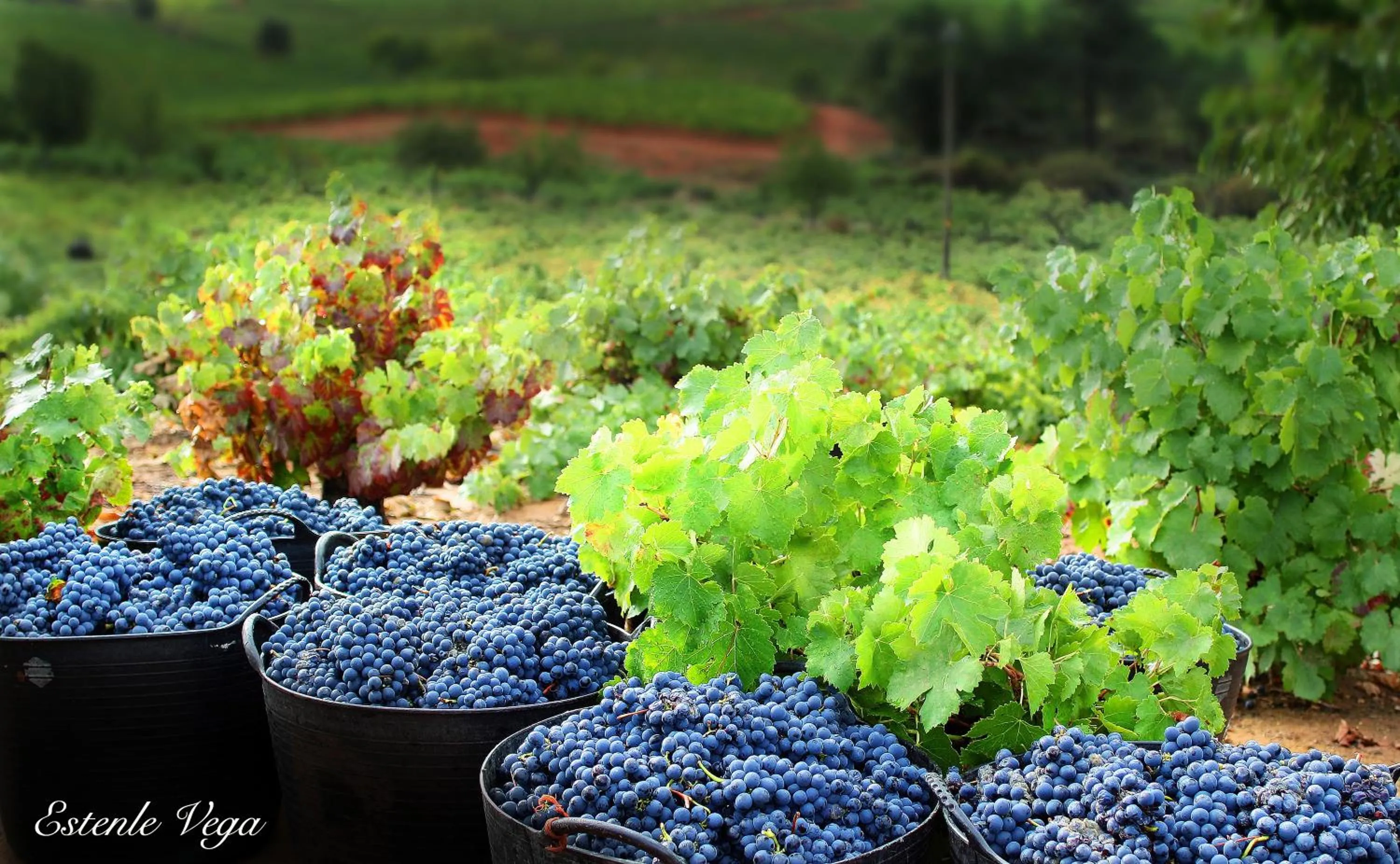 Natural landscape in Hotel Molina Real