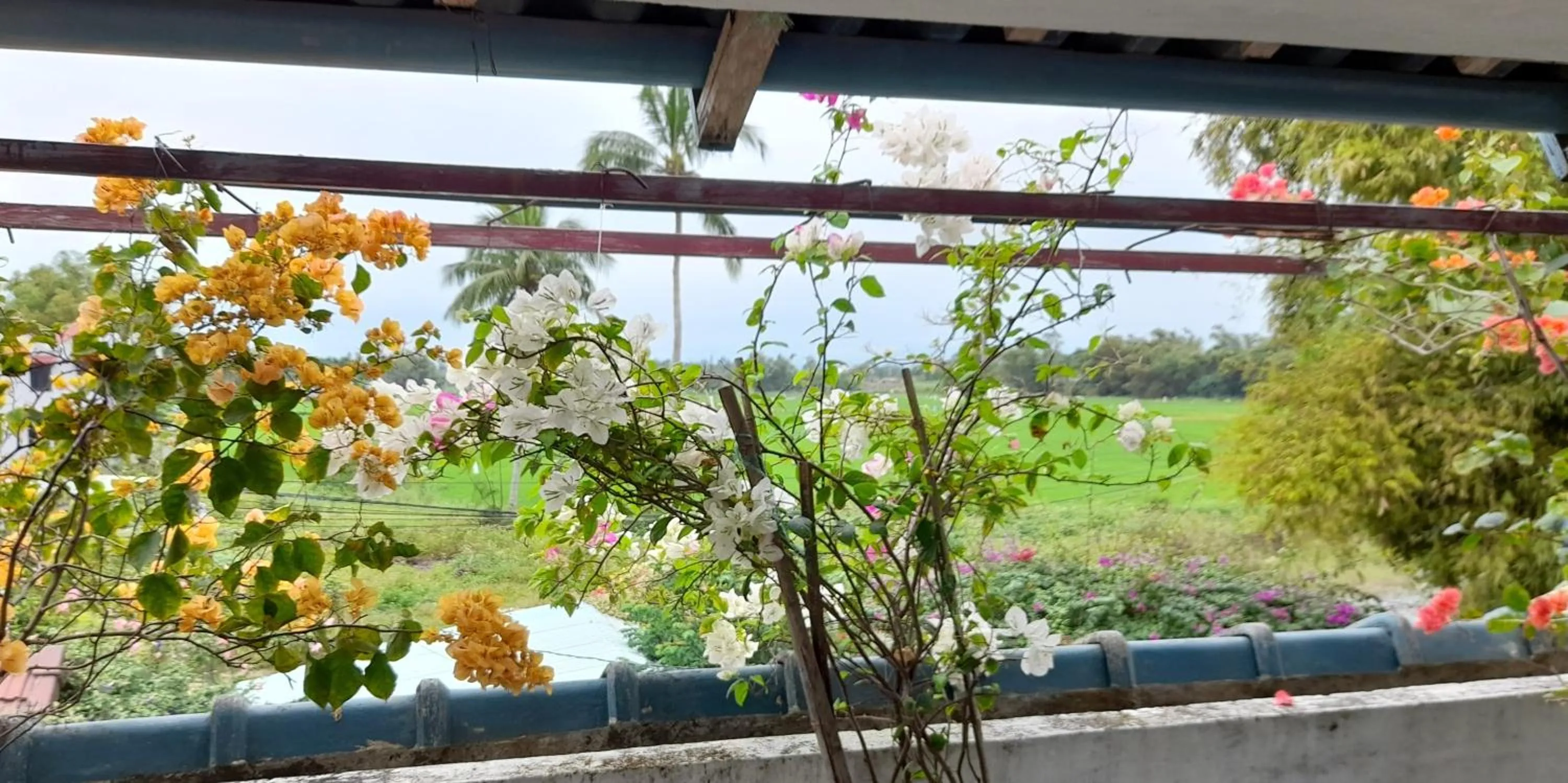 View (from property/room) in La Terrazza