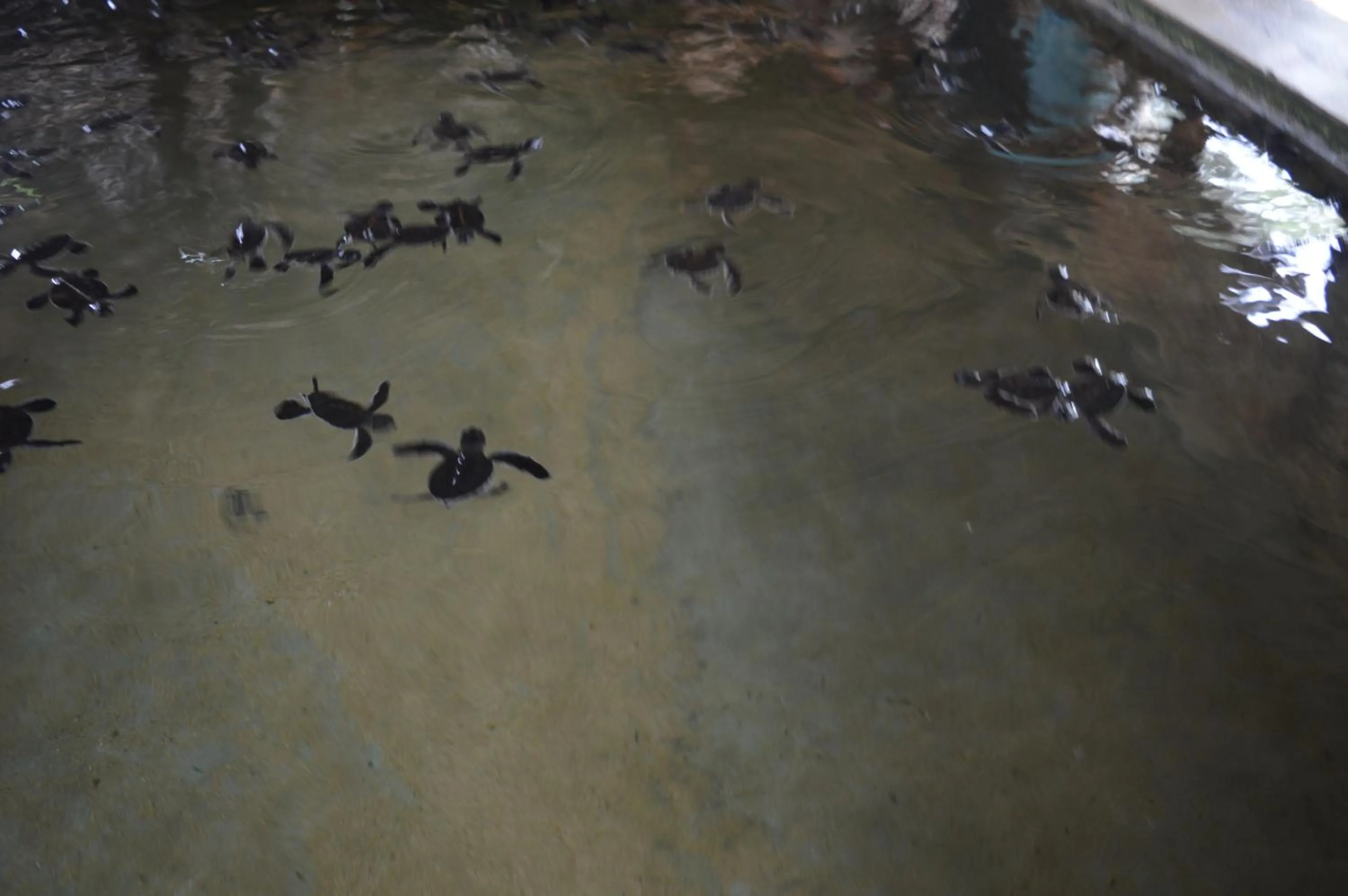 Aqua park in FEEL Beach Apartments