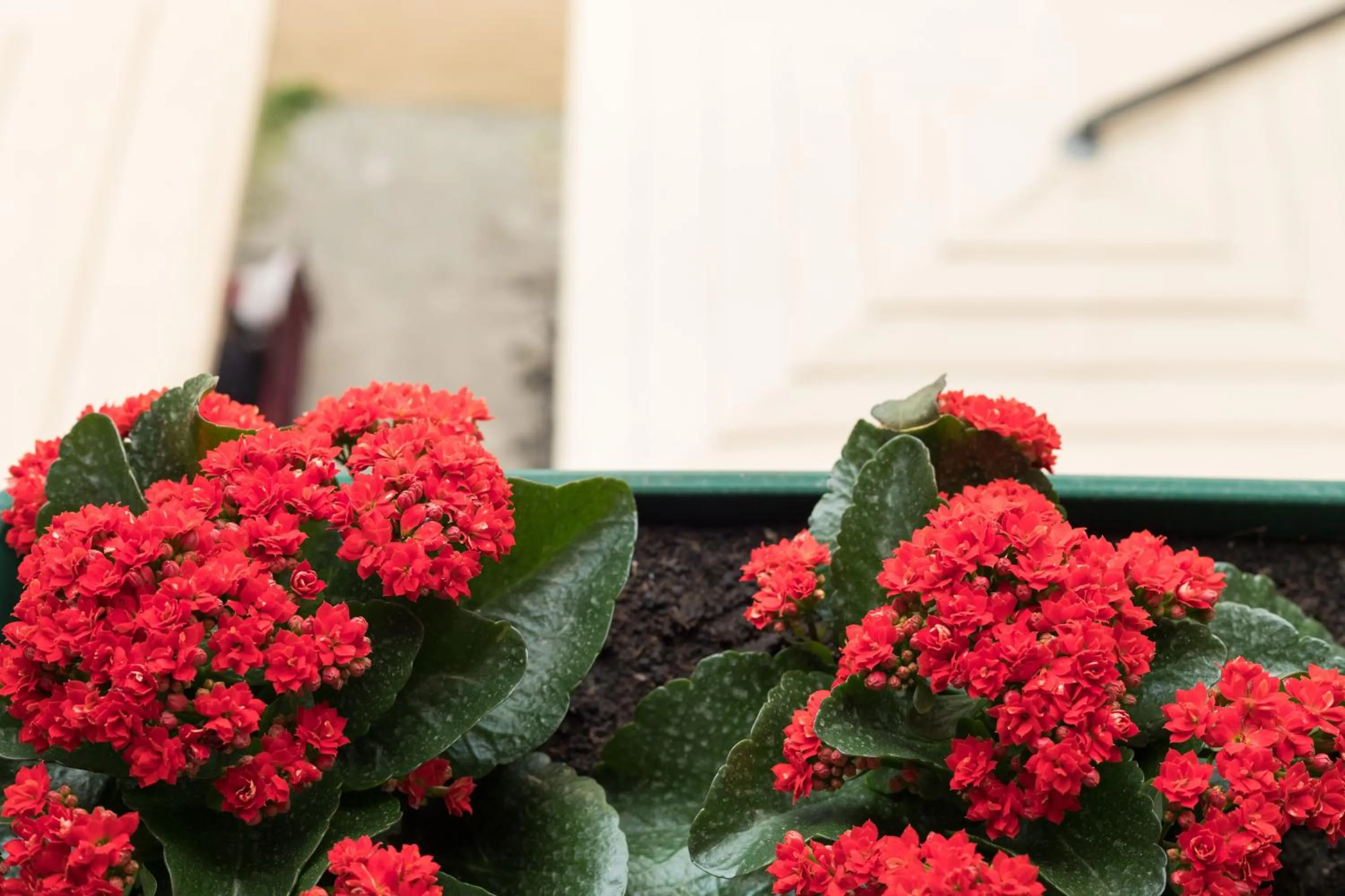 Area and facilities in Guesthouse Imperator