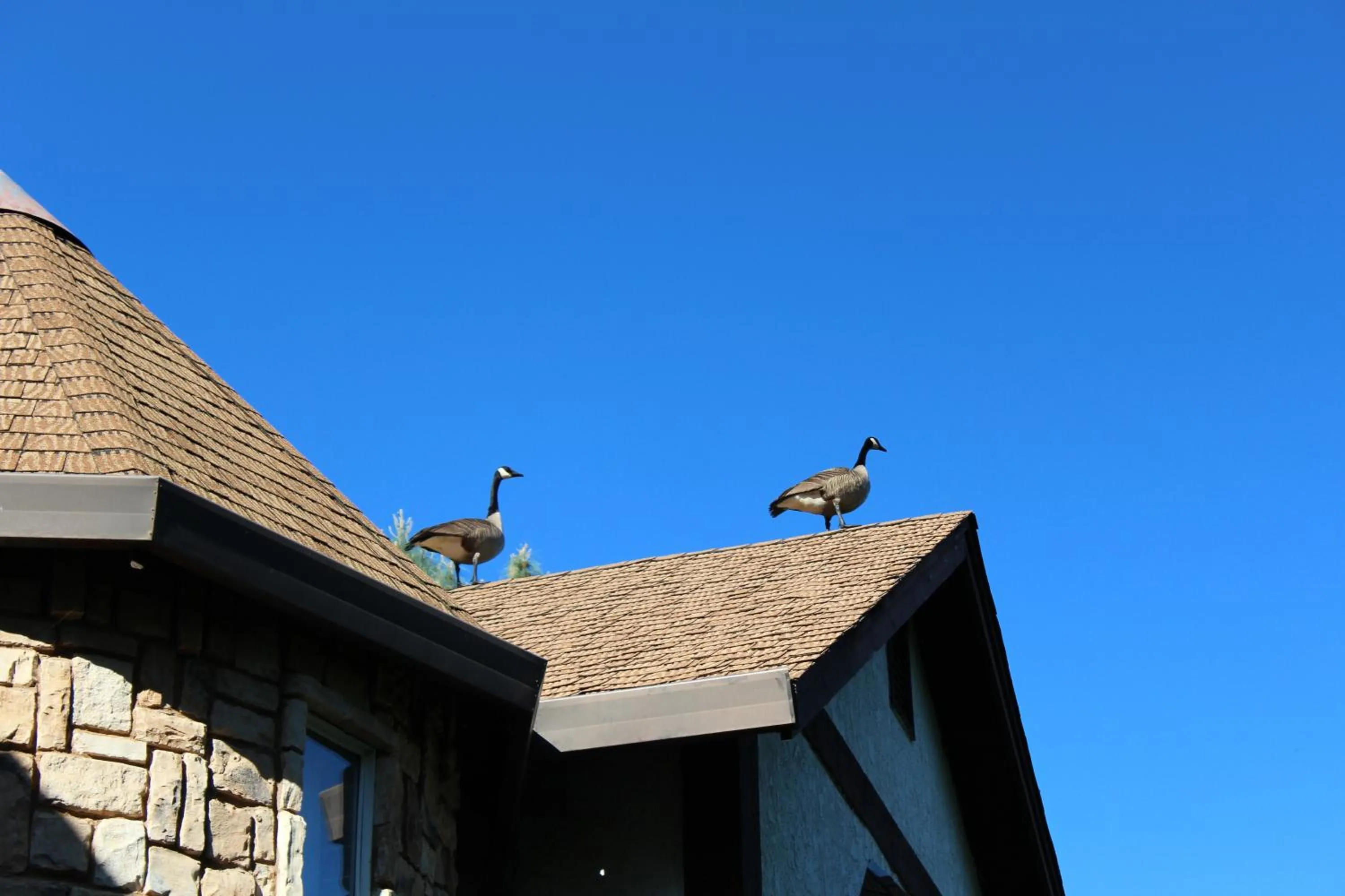 Animals in Hope Inn Redding