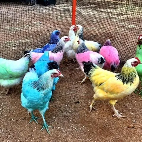 Royal Carrangarra Hotel