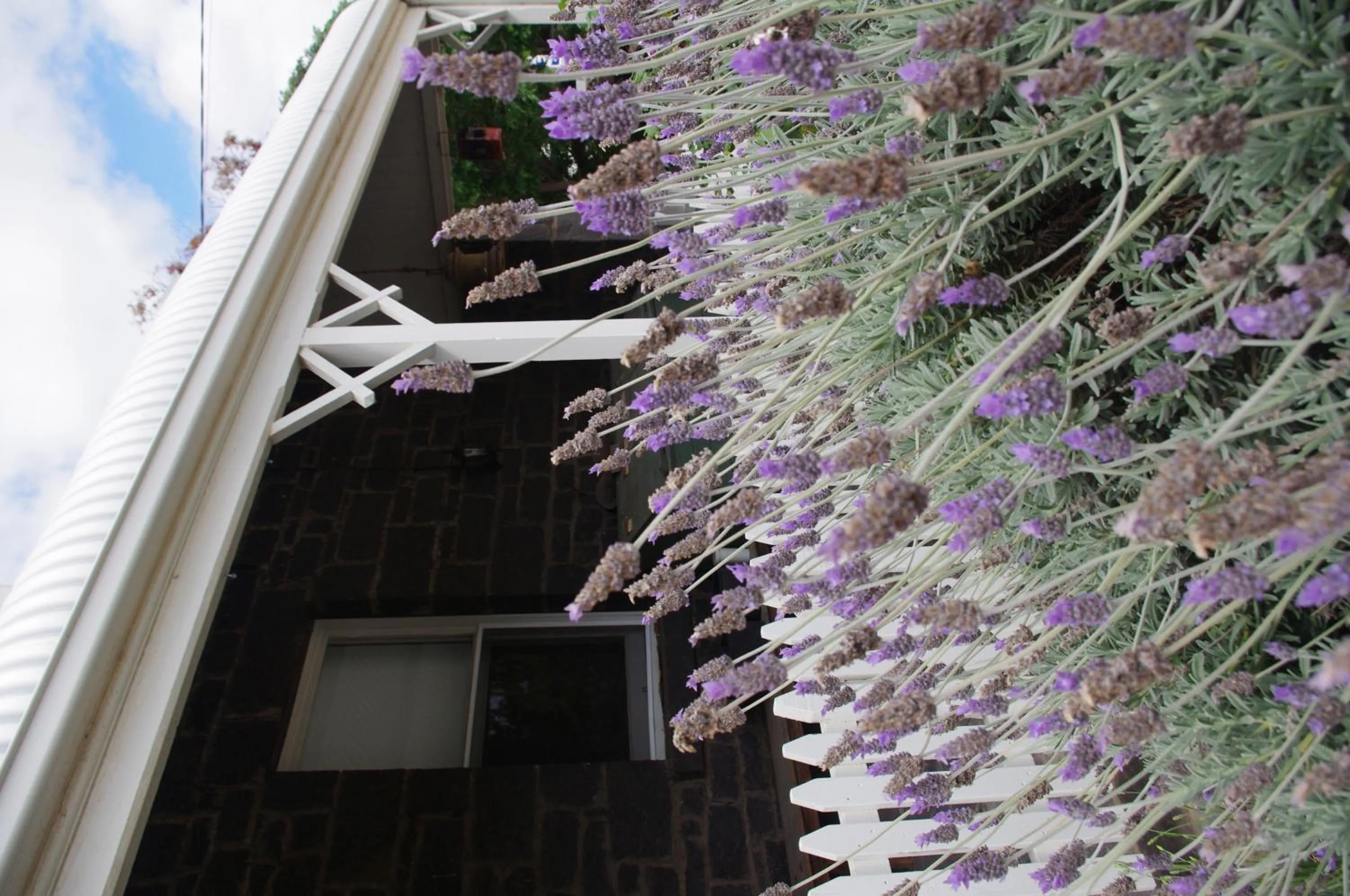 Garden in Little River Bed and Breakfast