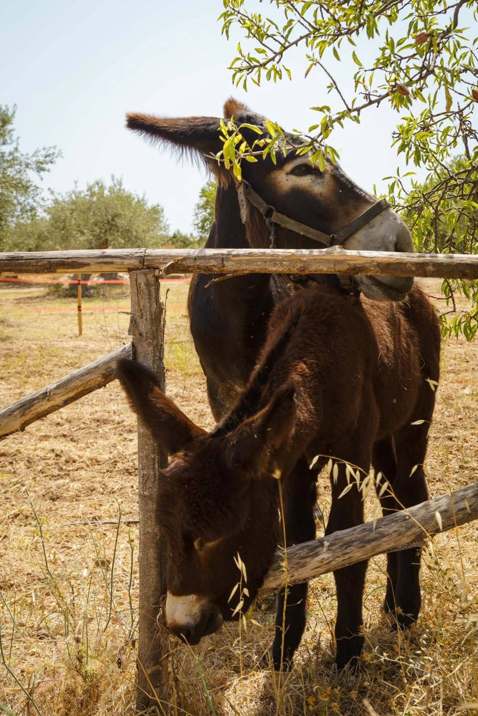 Pets in Zahir Country House Boutique Hotel Noto