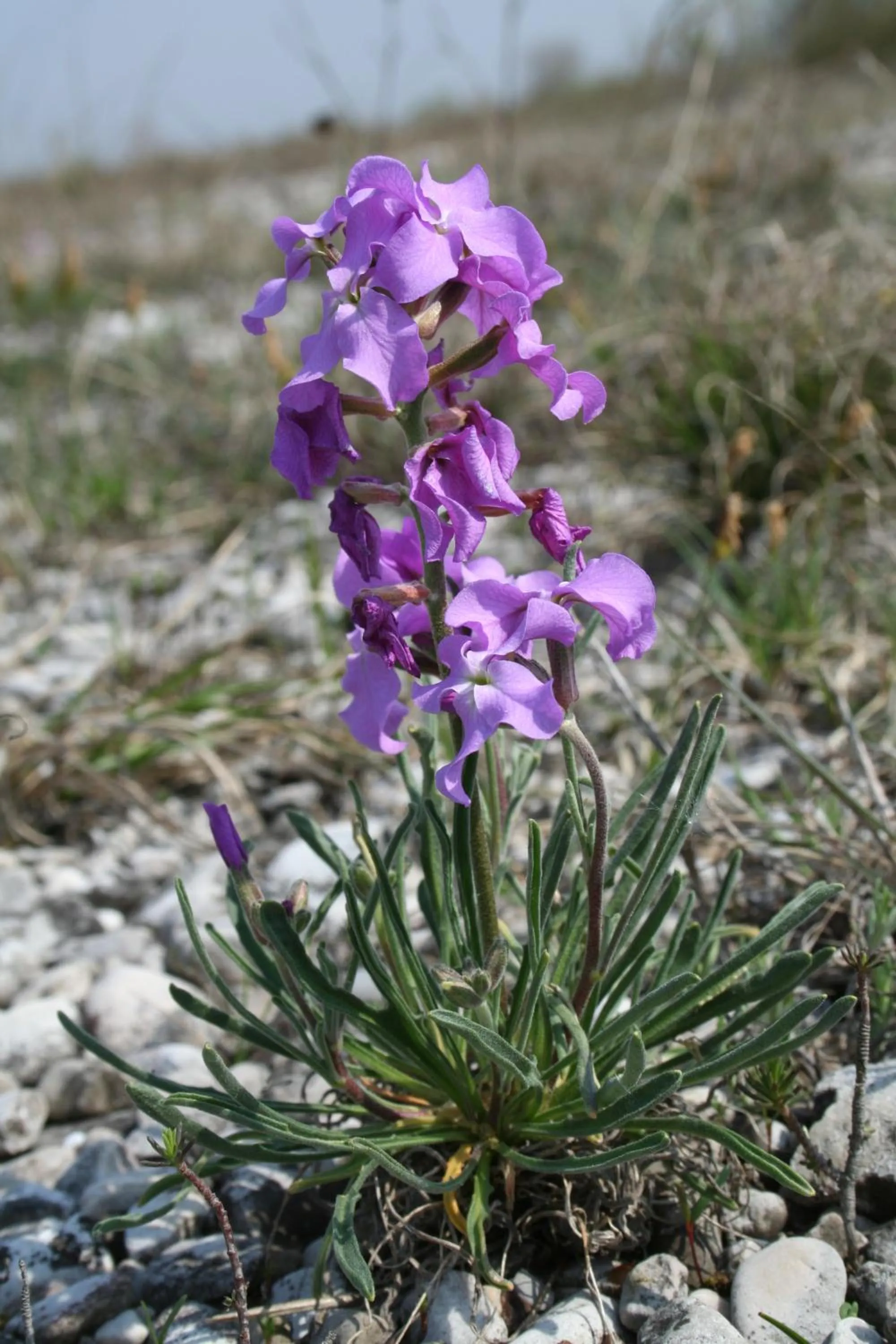 Other in Albergo Diffuso Magredi