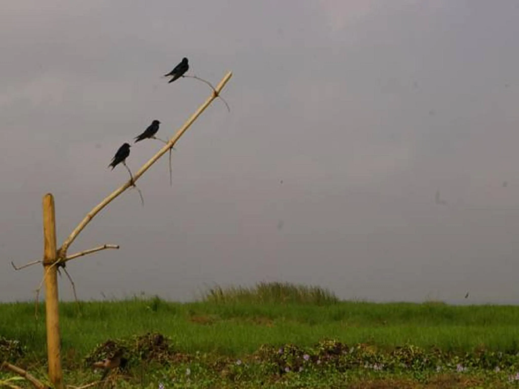 Hotel Germain - Ganvié Holiday Resort