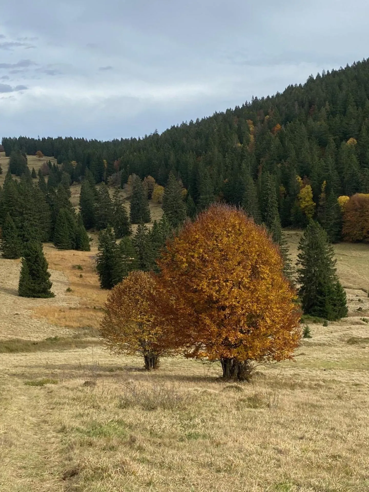 Hiking in Hotel Waldeck in Todtnau
