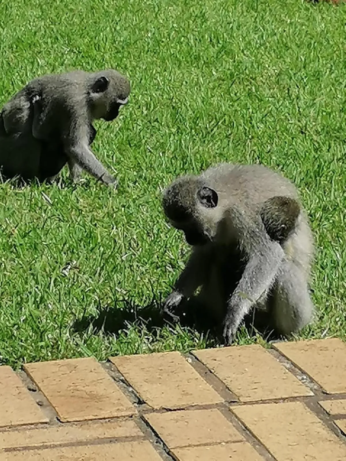 Animals in Hillton Manor Guest House