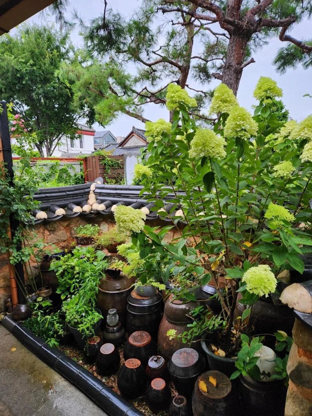 Day in Sungsim Hanok Guesthouse