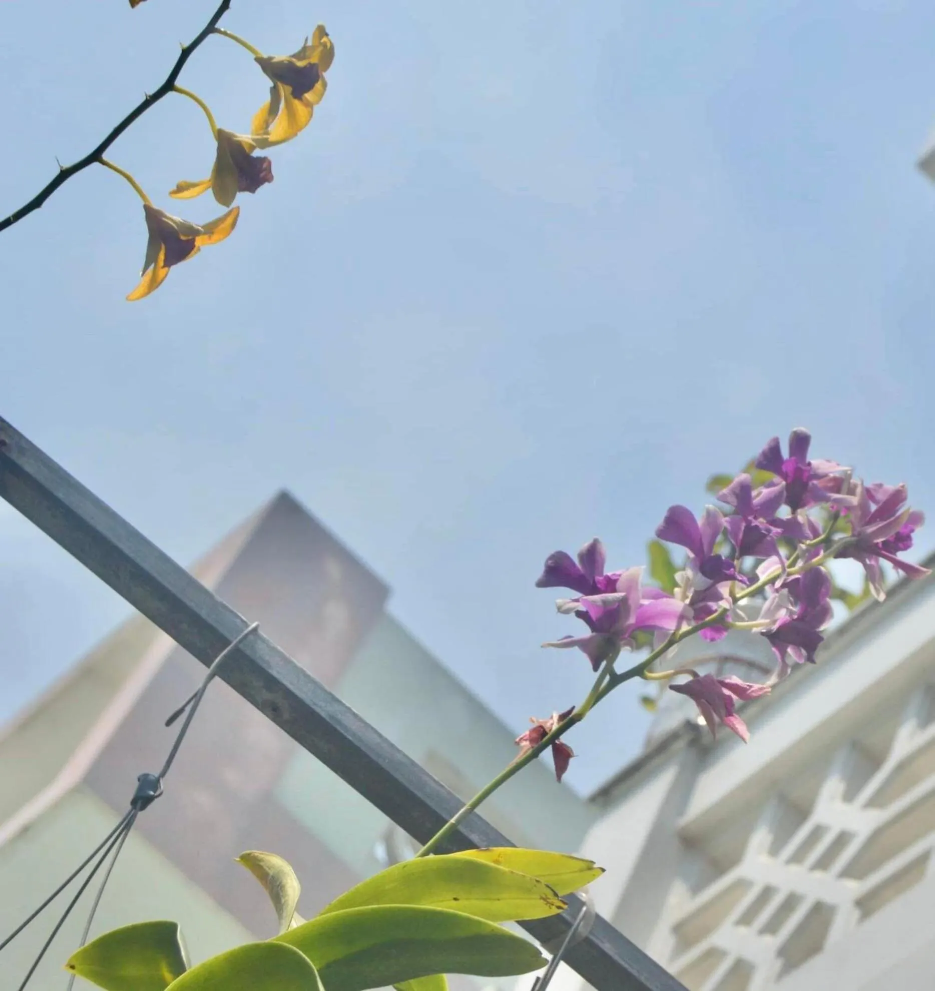 Property building in The House 36