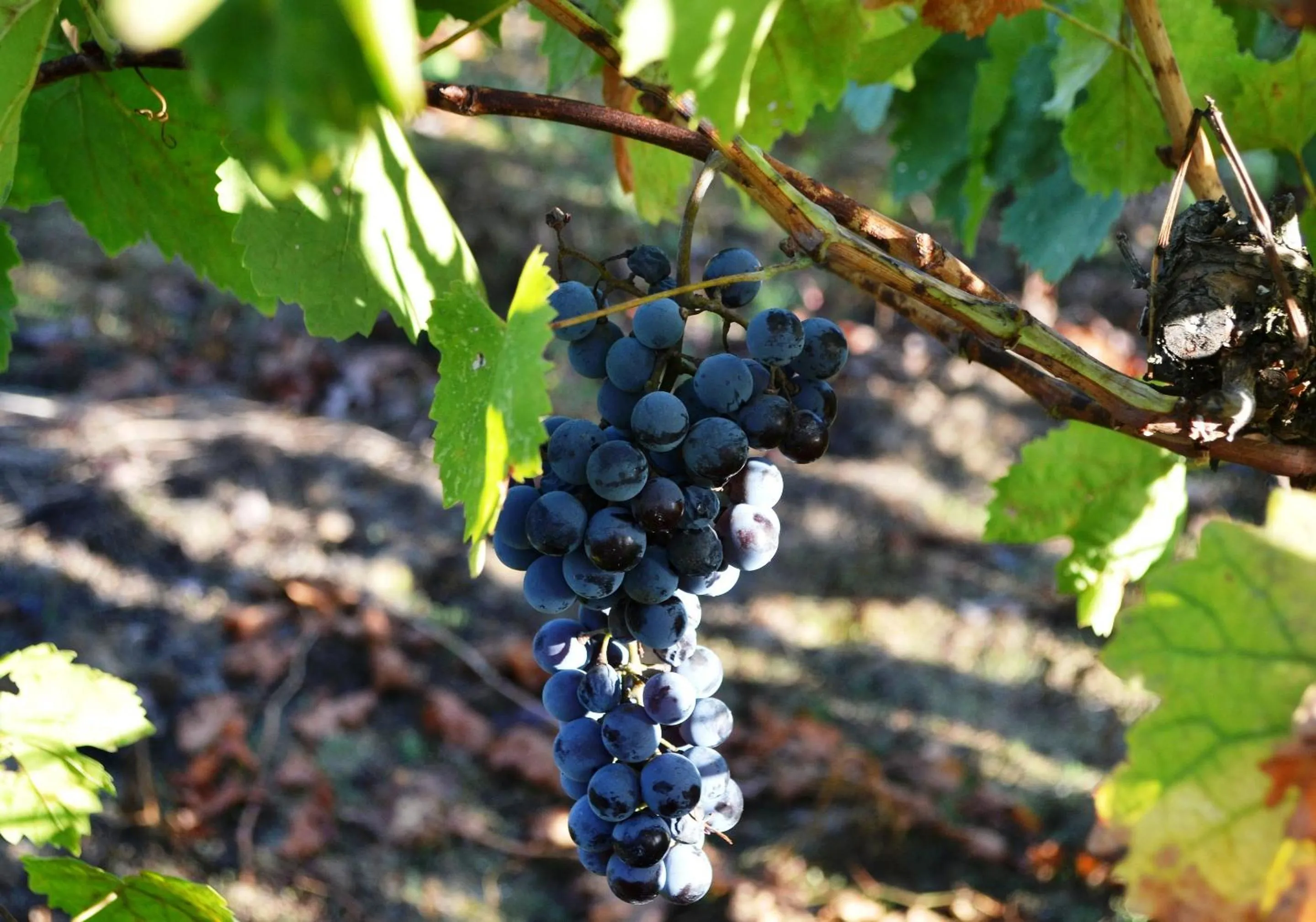 Nearby landmark in Pharos Rooms