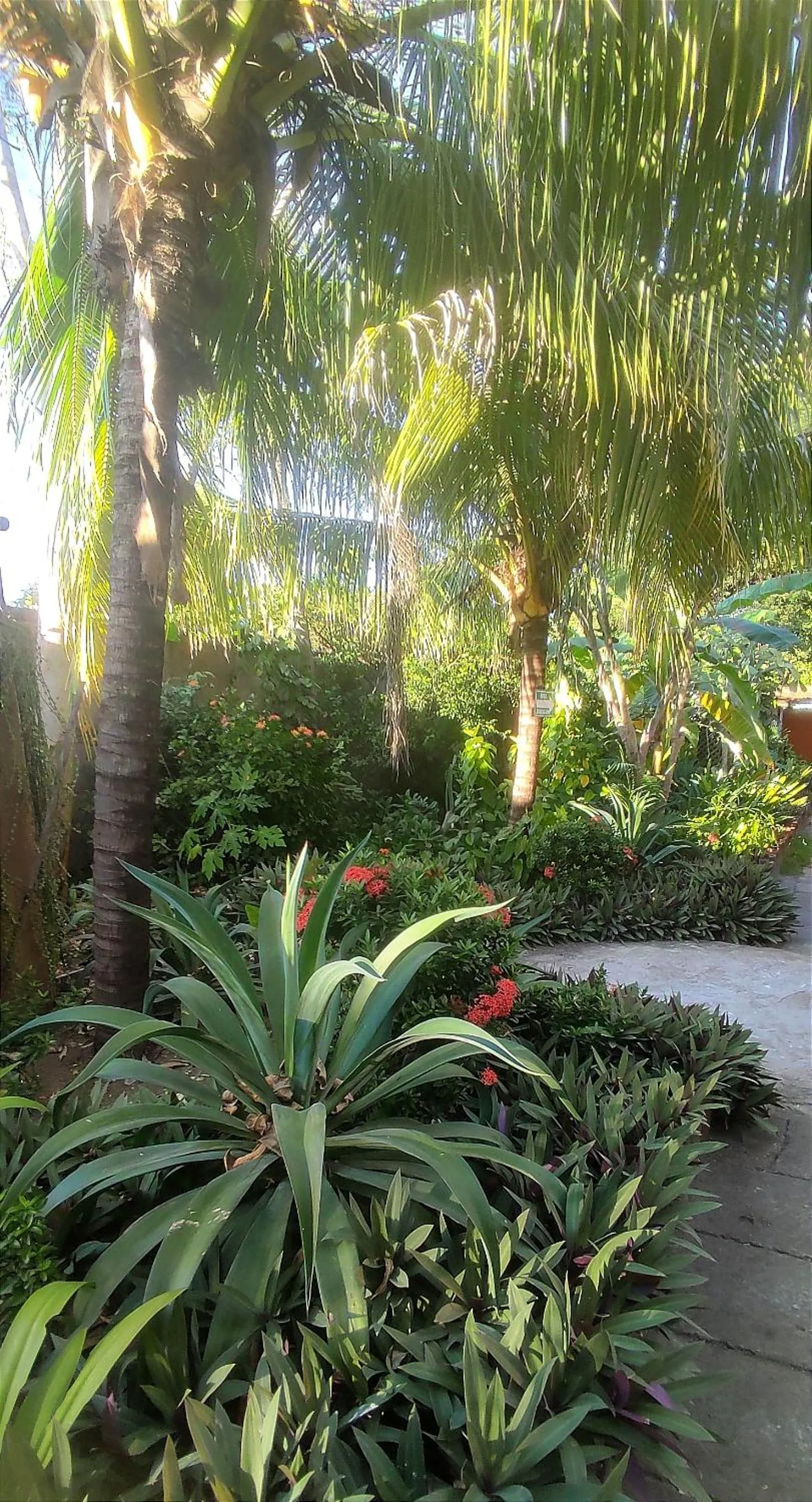Garden in El Belga Loco