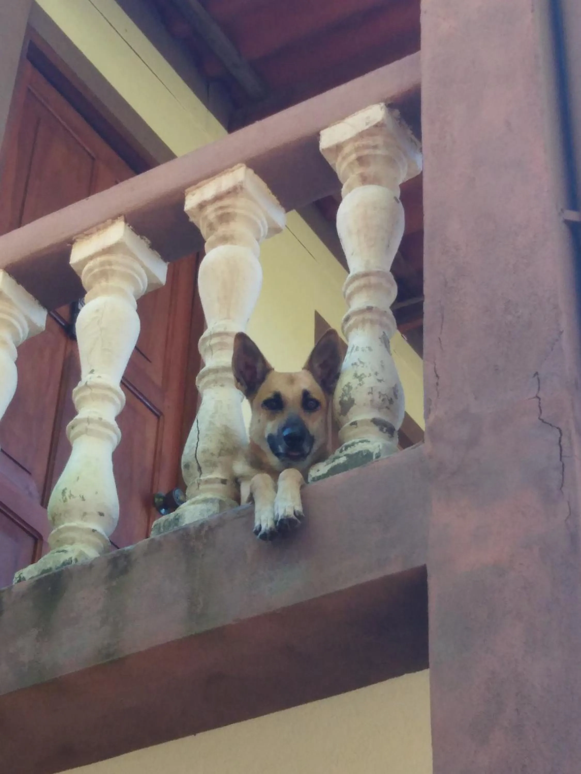 Pets in El Belga Loco