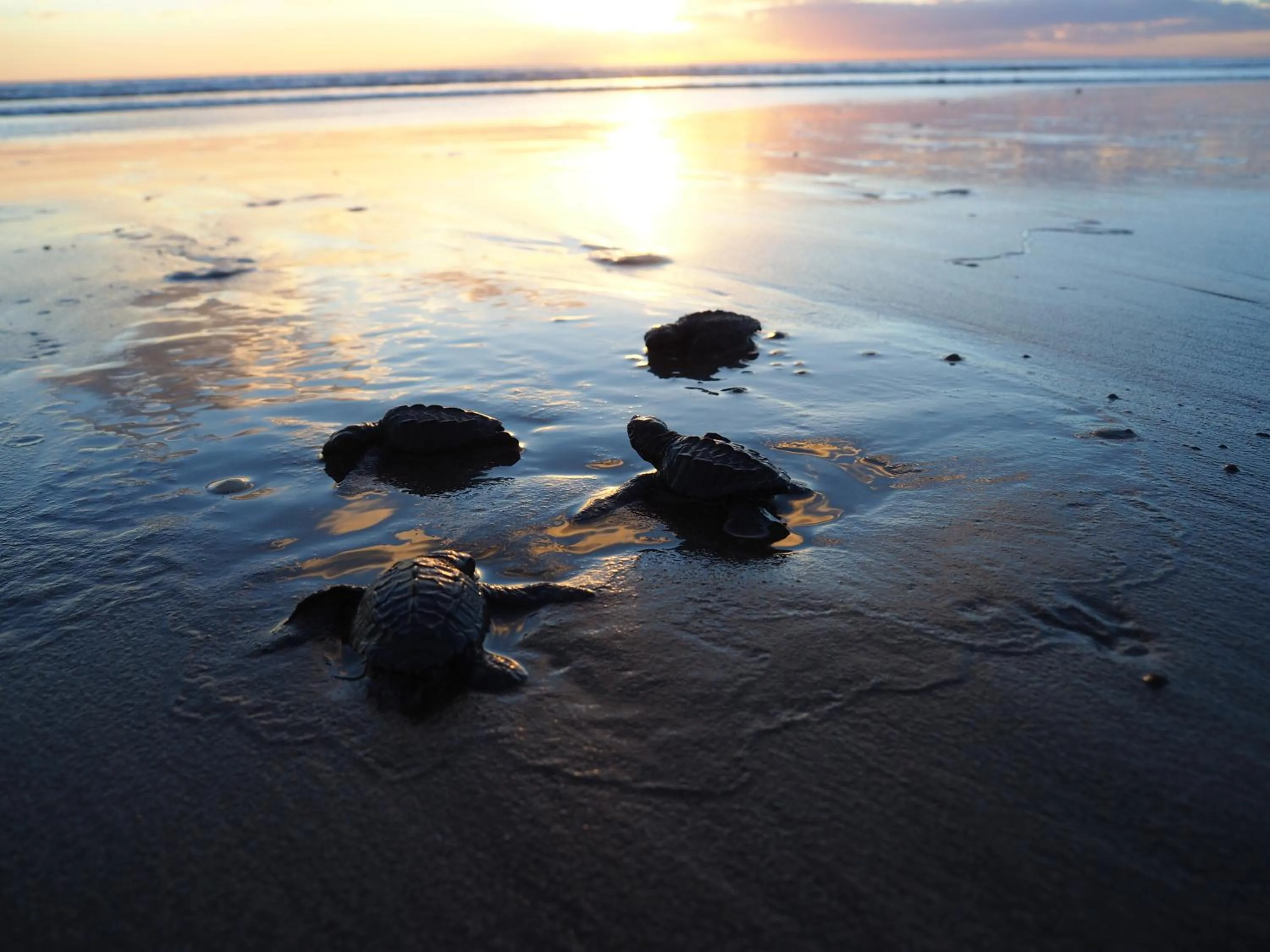 Activities in El Belga Loco