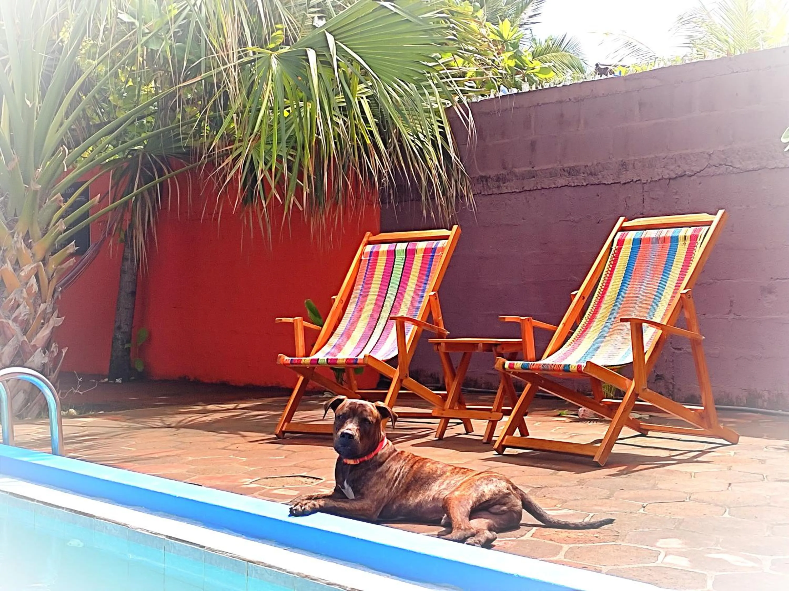 Pets in El Belga Loco