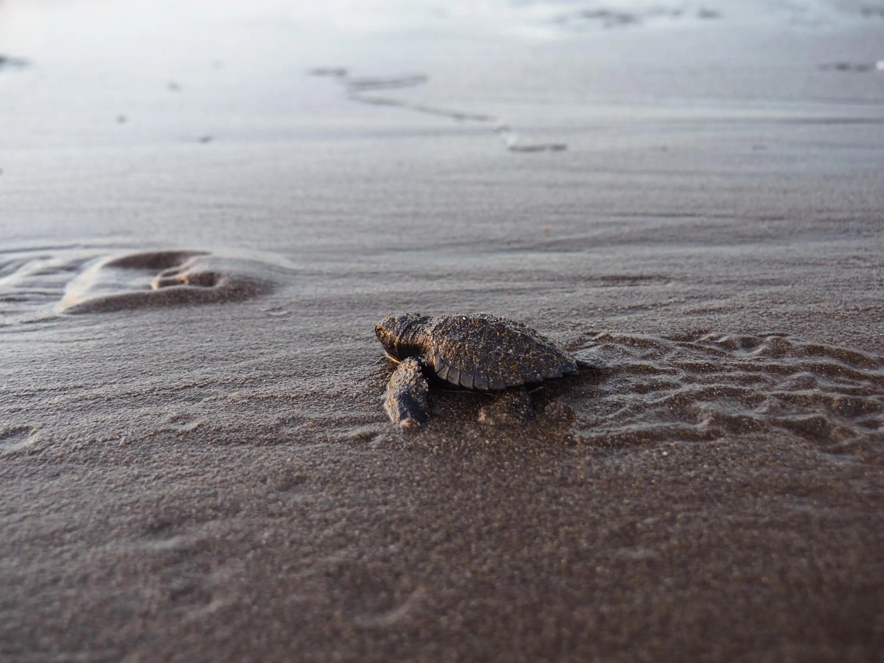 Activities in El Belga Loco