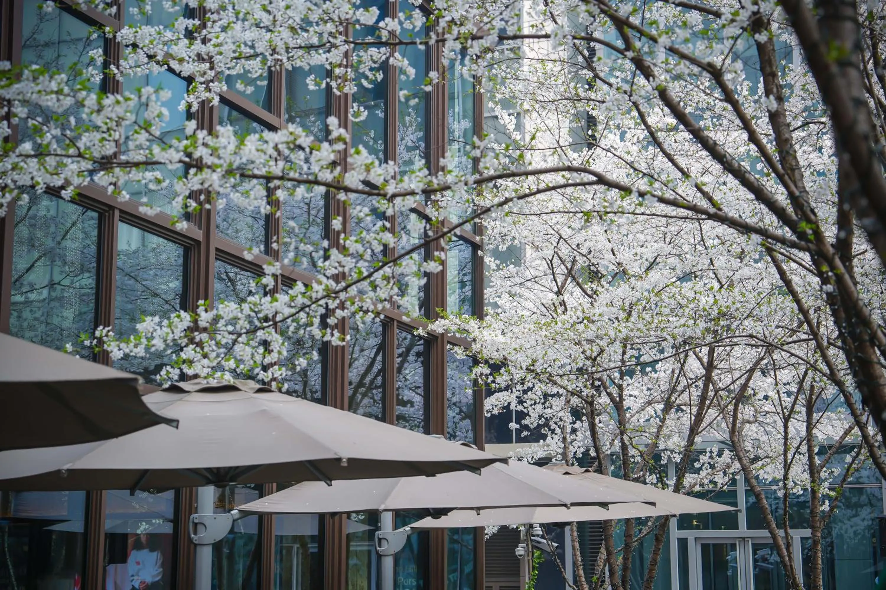 Spring in Midtown Shangri-La, Hangzhou