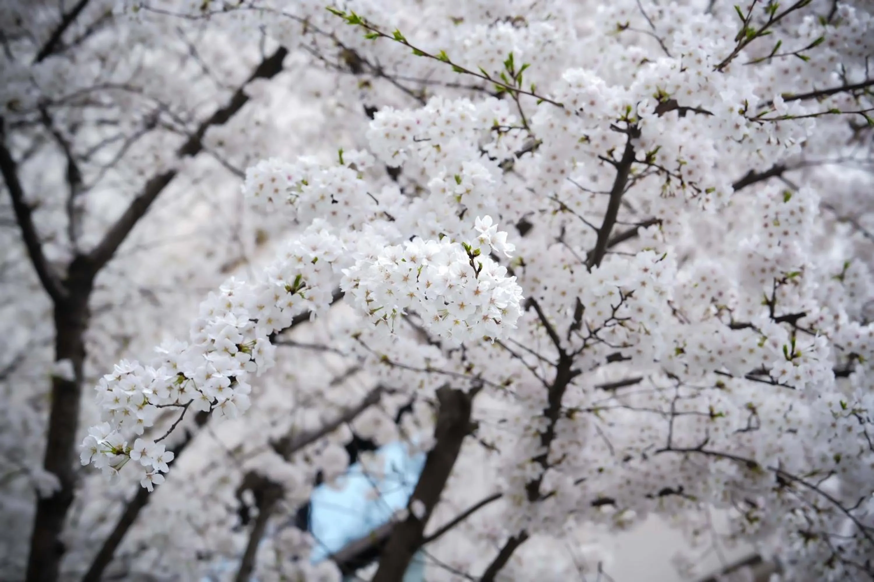 Spring in Midtown Shangri-La, Hangzhou