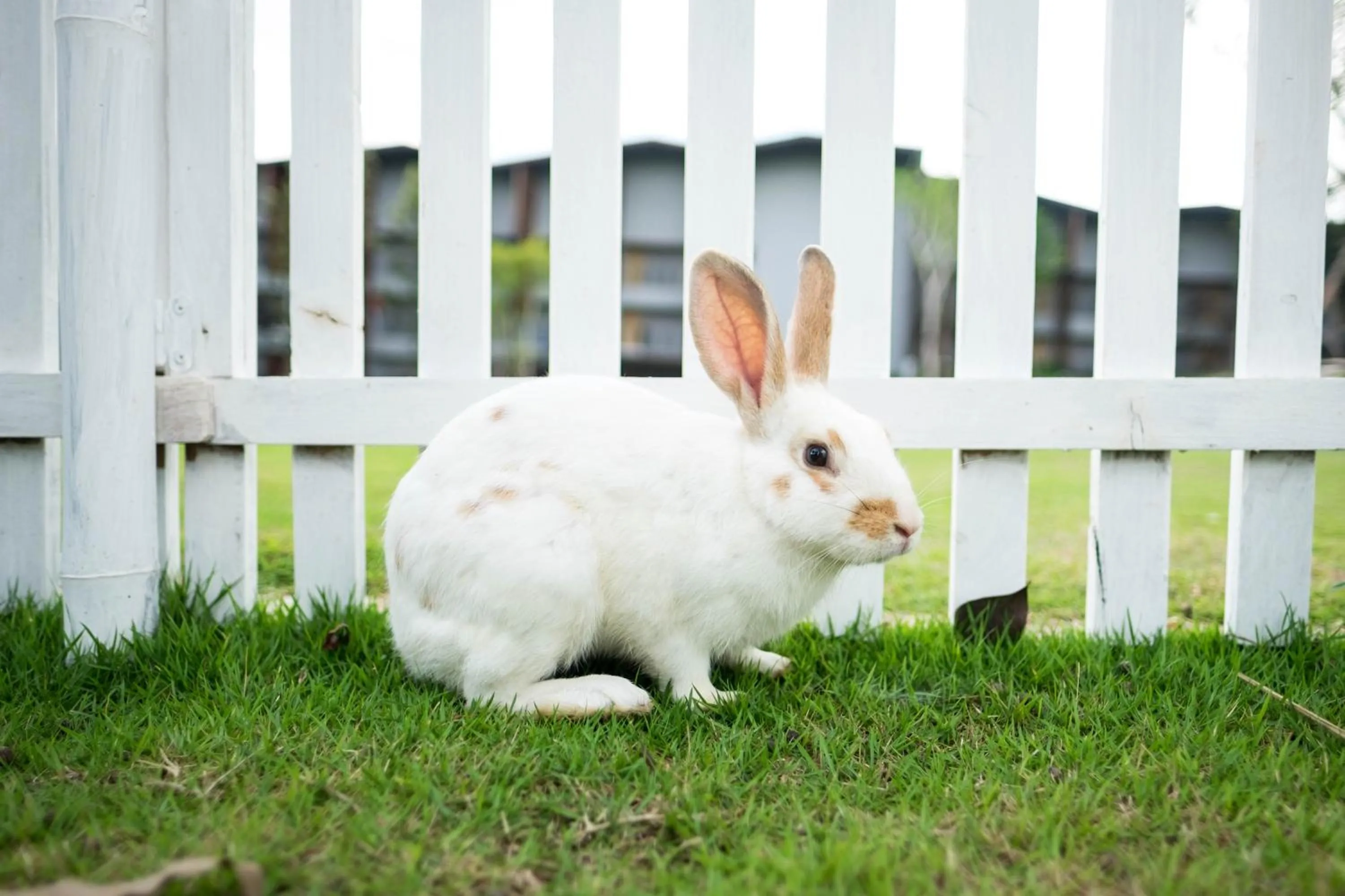 Pets in dusitD2 Khao Yai